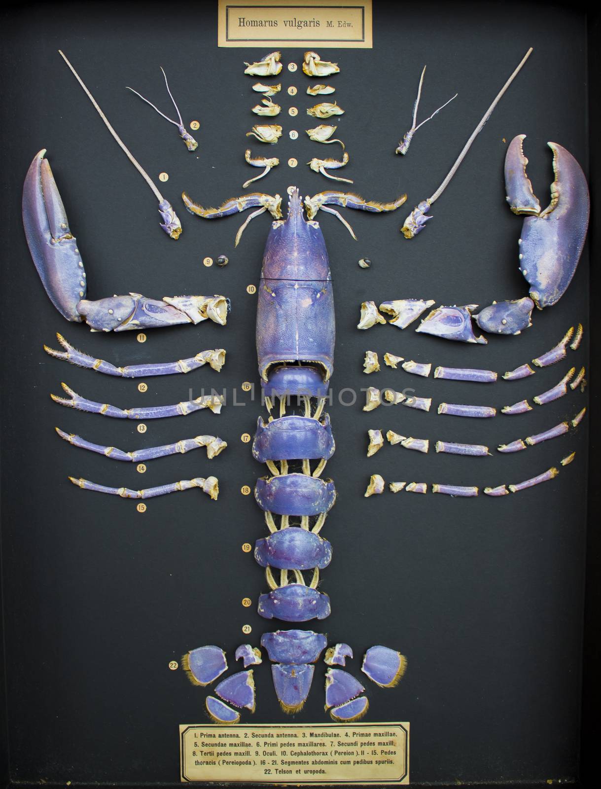 A north sea lobster shell segmented into pieces and displayed in a case