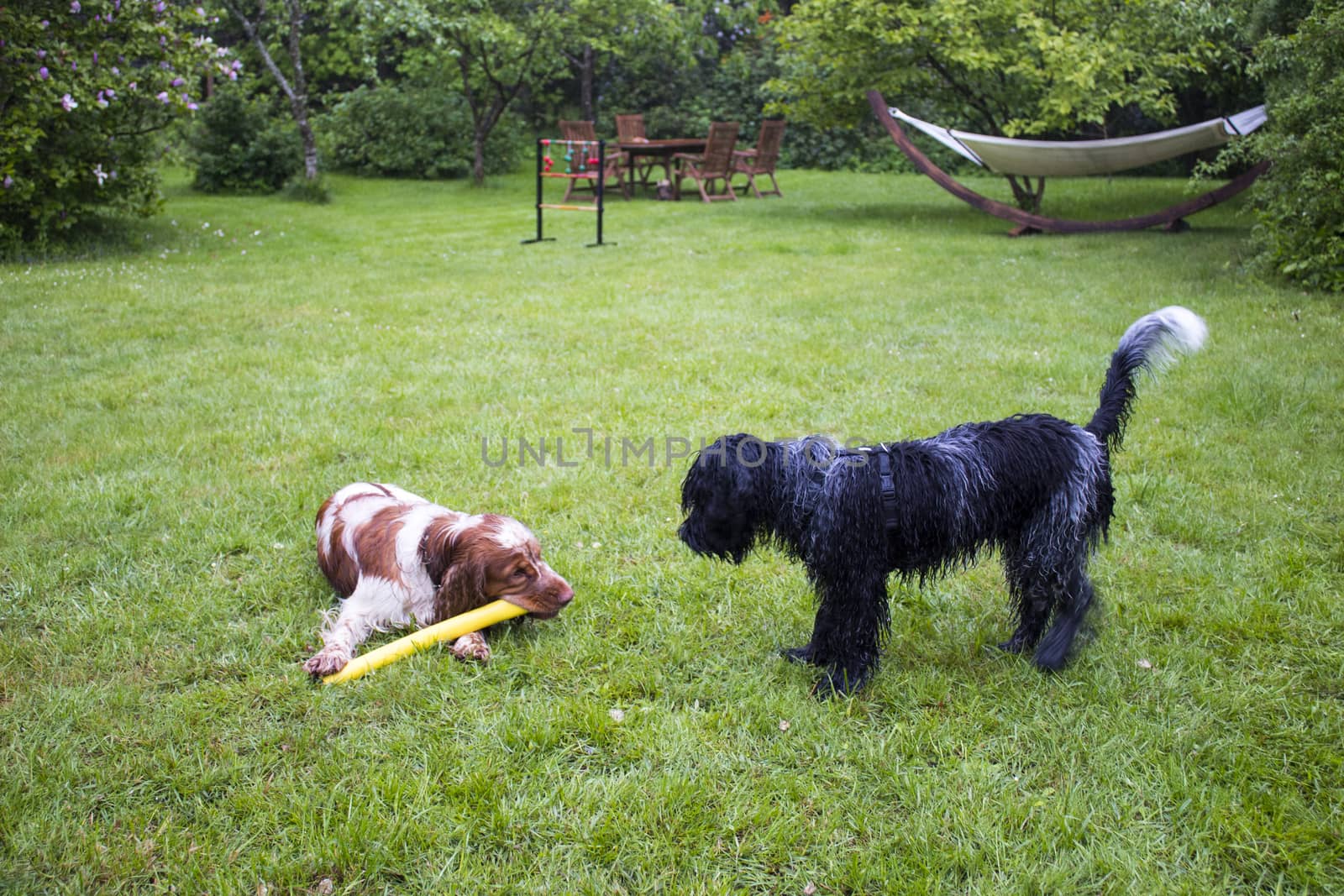 English cocker and dutch sheepdog together by bluiten