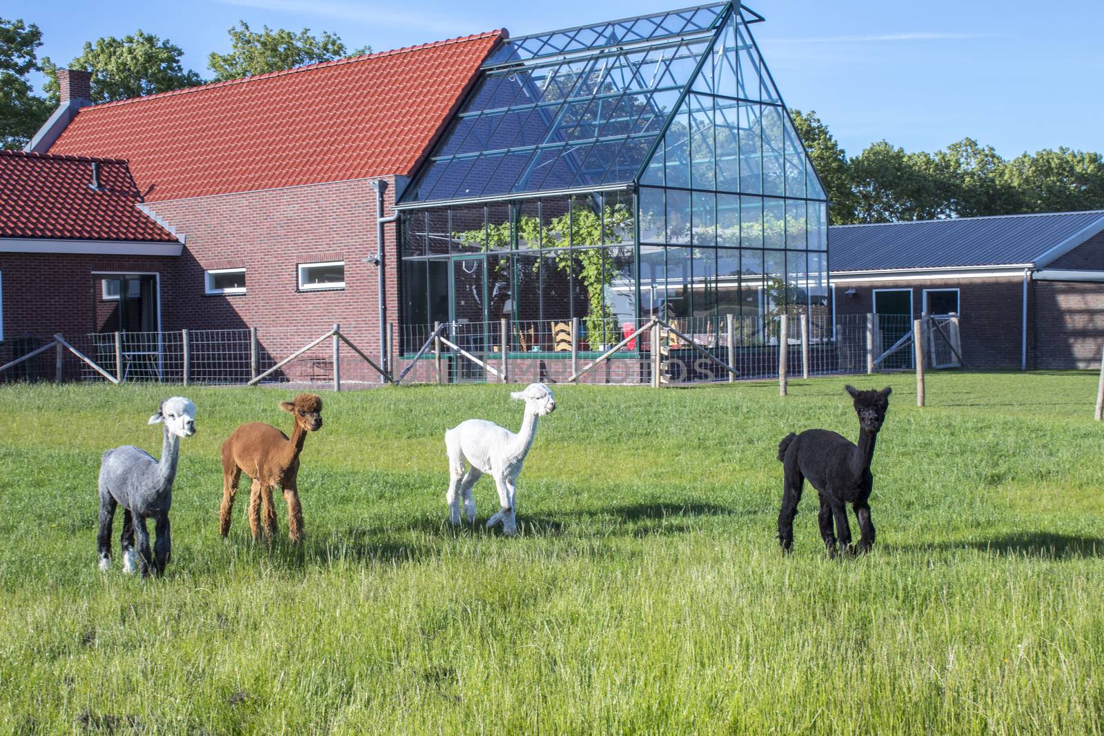 A group of different colloured alpaca`s behind a house that has a greenhouse attached