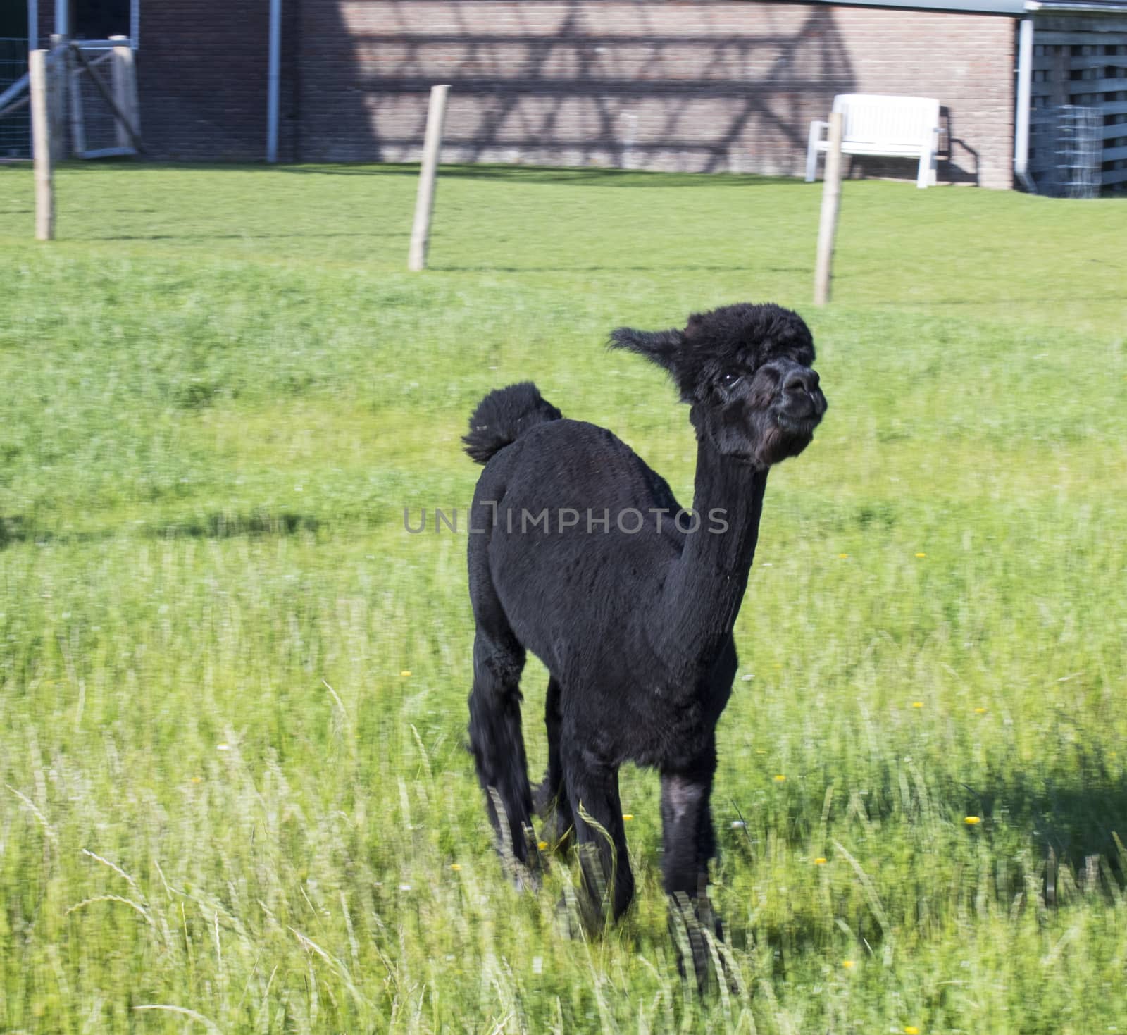 Black alpaca standing in a field with some bricks and posts in the background wich u can cut away by resizing the image if needed
