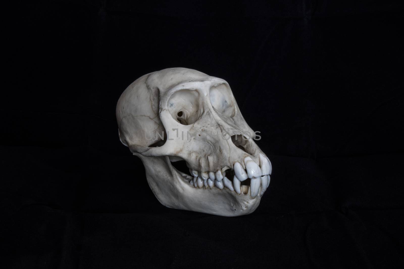 Monkey skull complete black background side view by bluiten