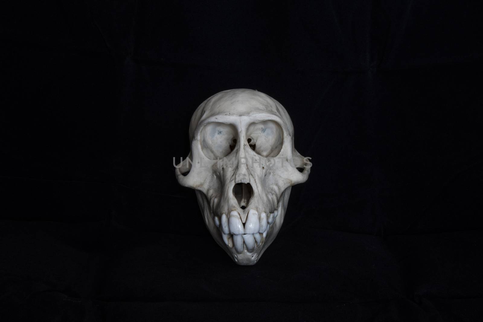 Monkey skull with black background by bluiten