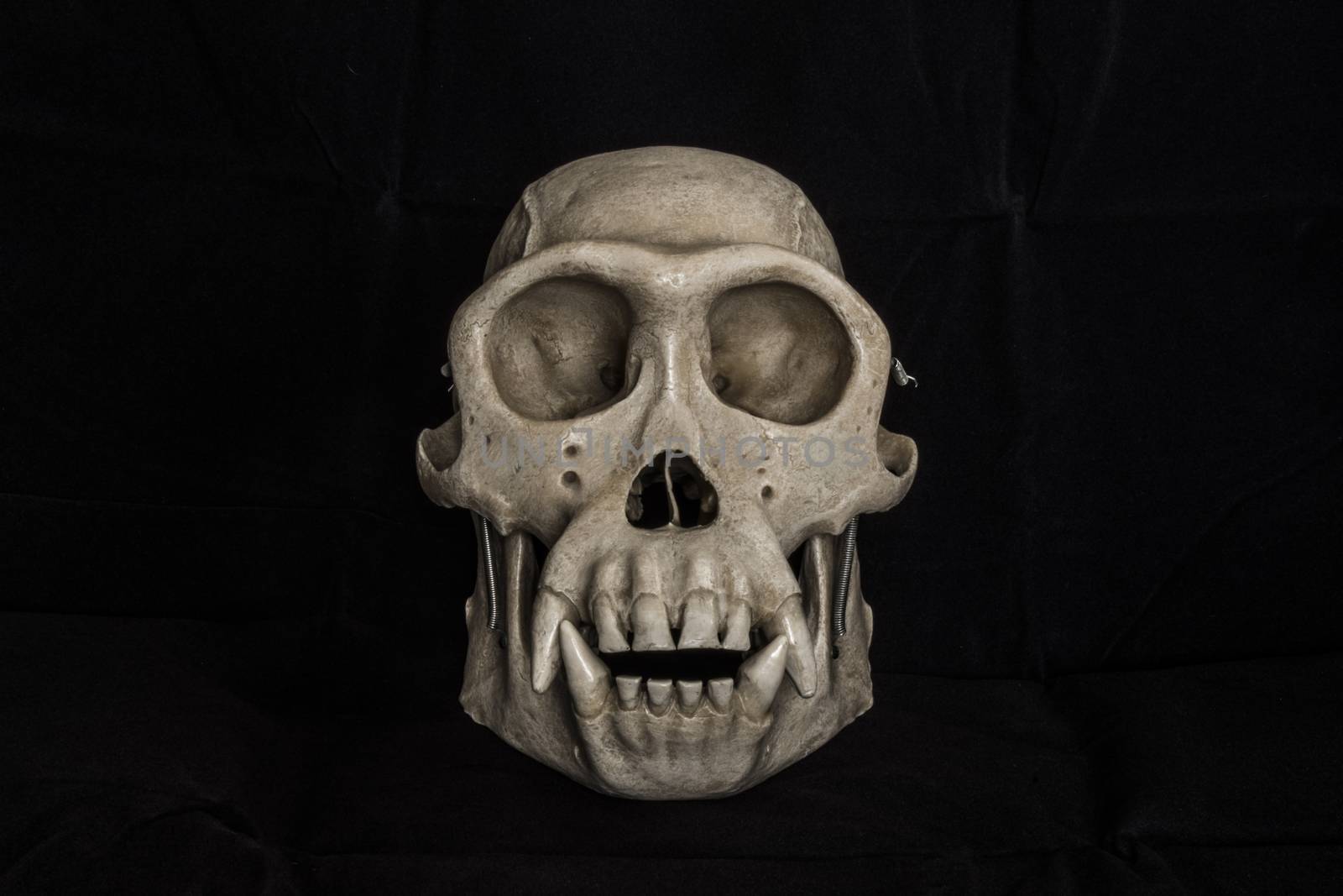 Plastic monkey skull with black background by bluiten