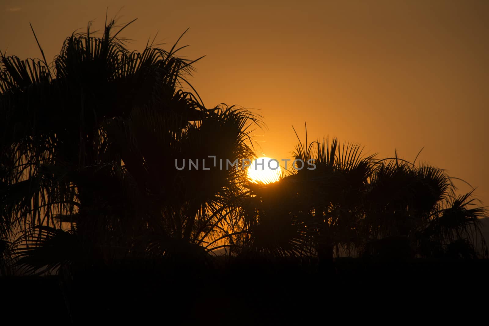 Sunset with silhouette of palm trees in Sicily