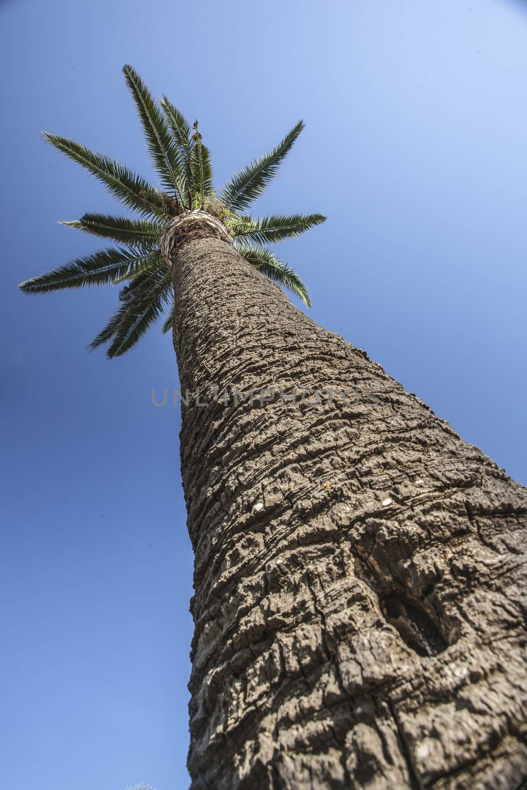 Palm tree from above with sky background