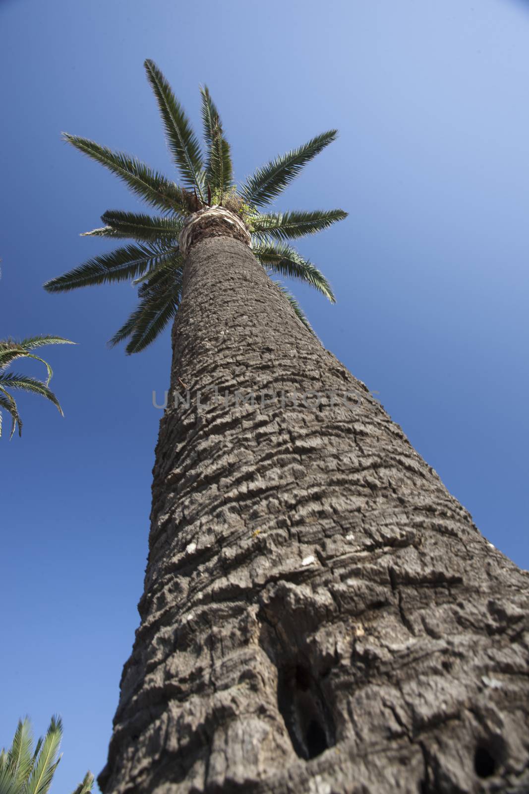 Palm tree from above with sky background