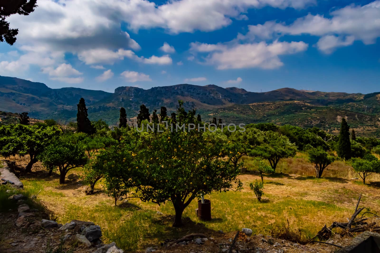 Lemon trees facing the mountains of Crete island in Greece