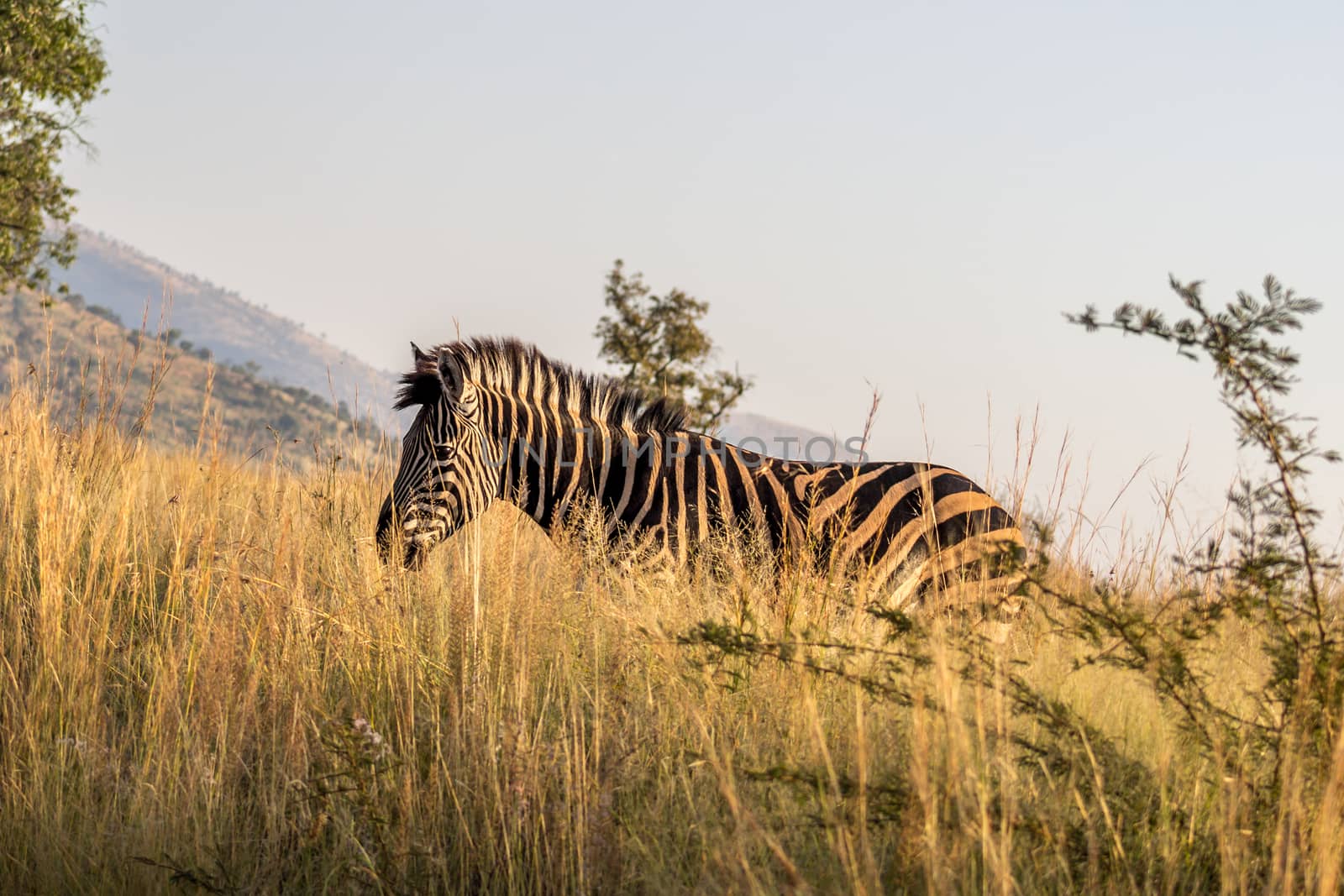Burchels Zebra in tall grass by RiaanAlbrecht