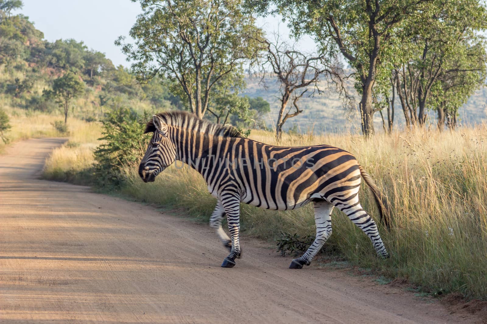 Burchels Zebra crossing a road by RiaanAlbrecht