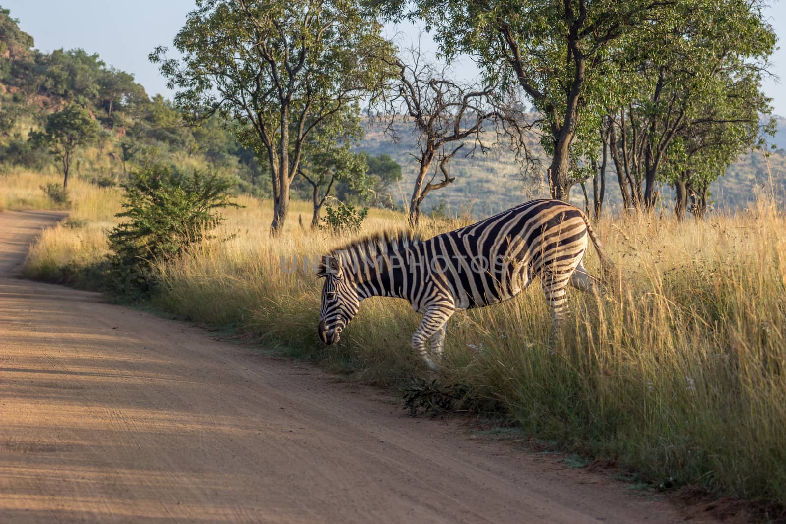 Burchels Zebra about to cross a dirt road
