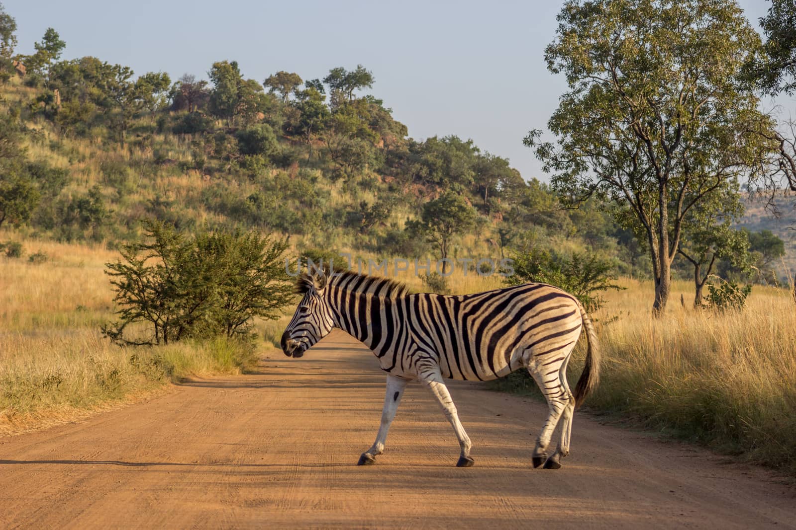 burchels Zebra crossing a road by RiaanAlbrecht