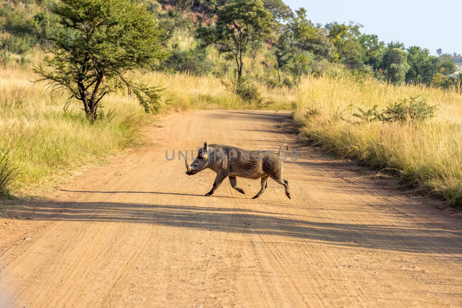 Common Warthog running accros a dirt road