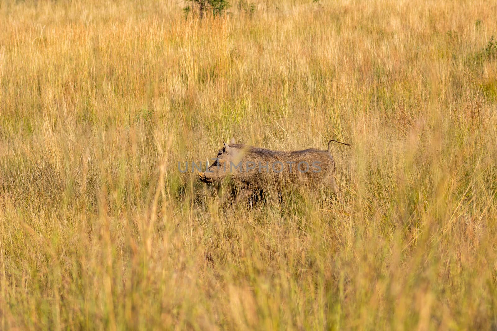 Common warthog running by RiaanAlbrecht
