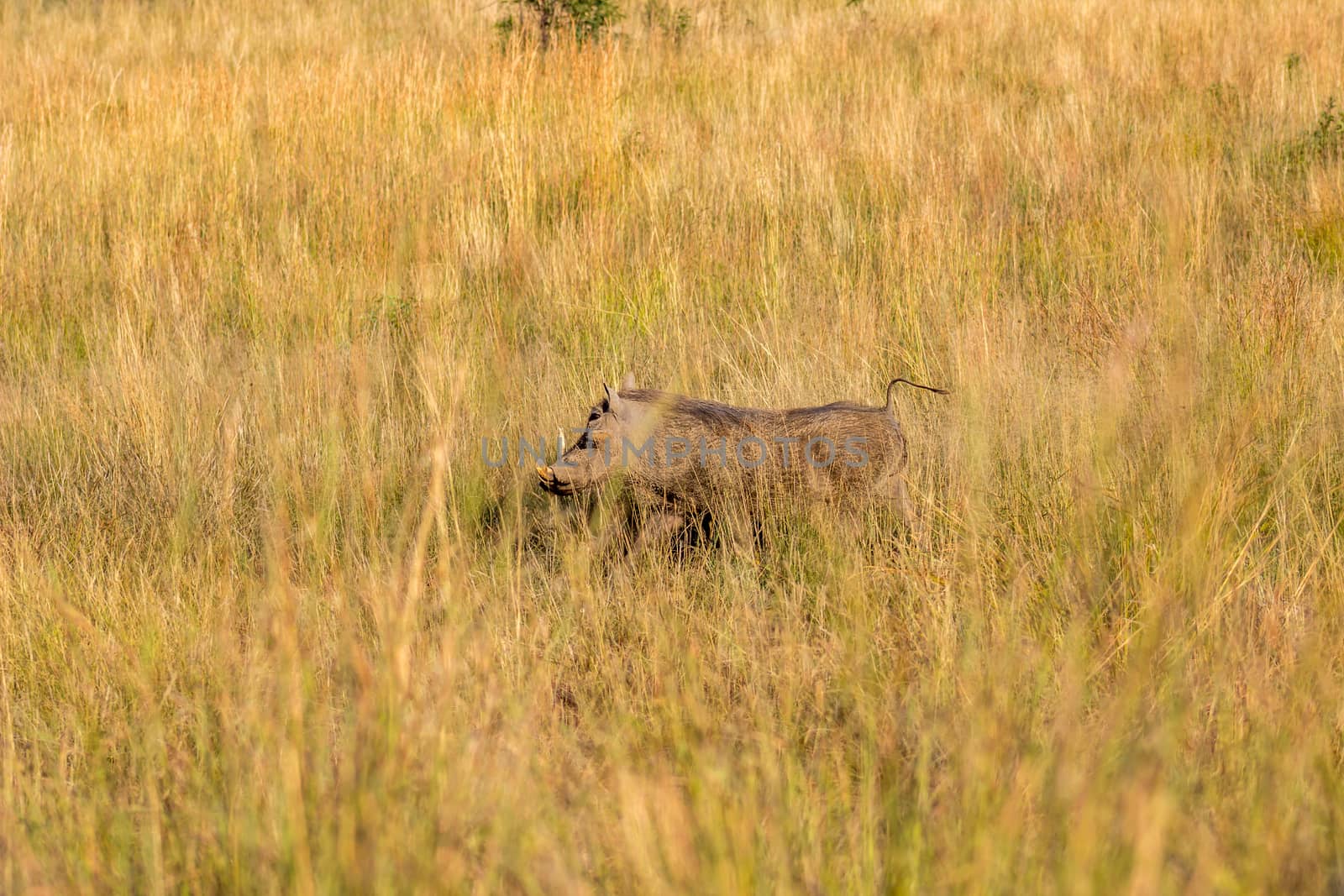 common Warthog running in the long grass