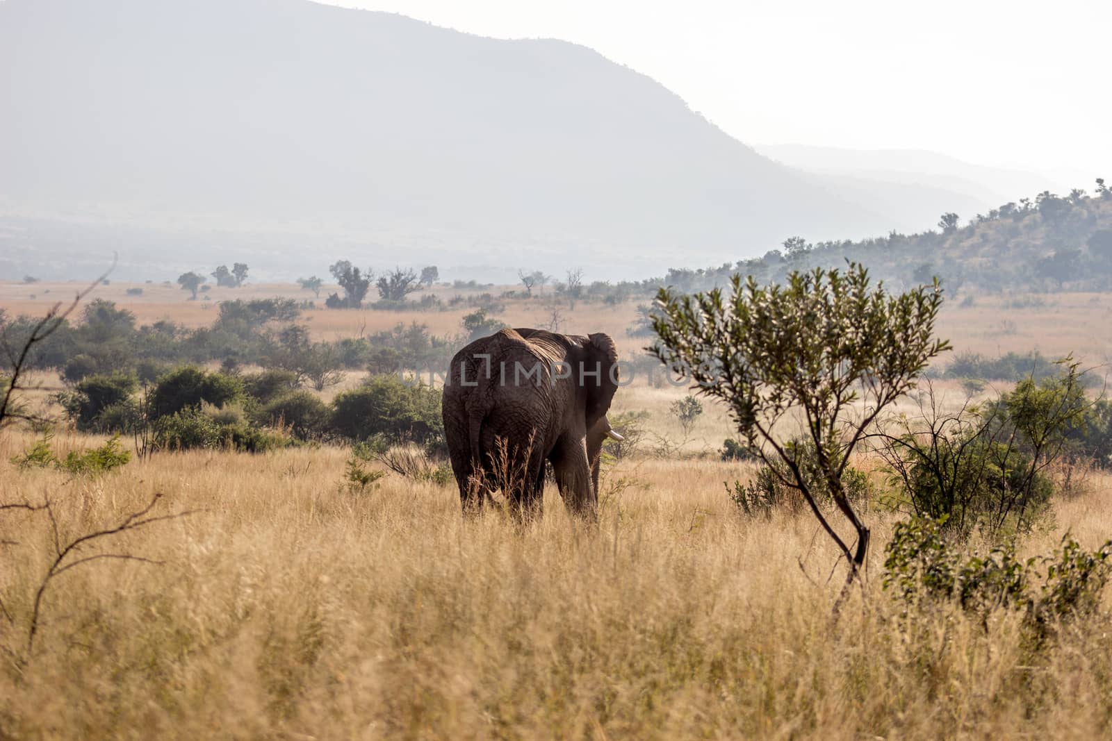 African Elephant by RiaanAlbrecht
