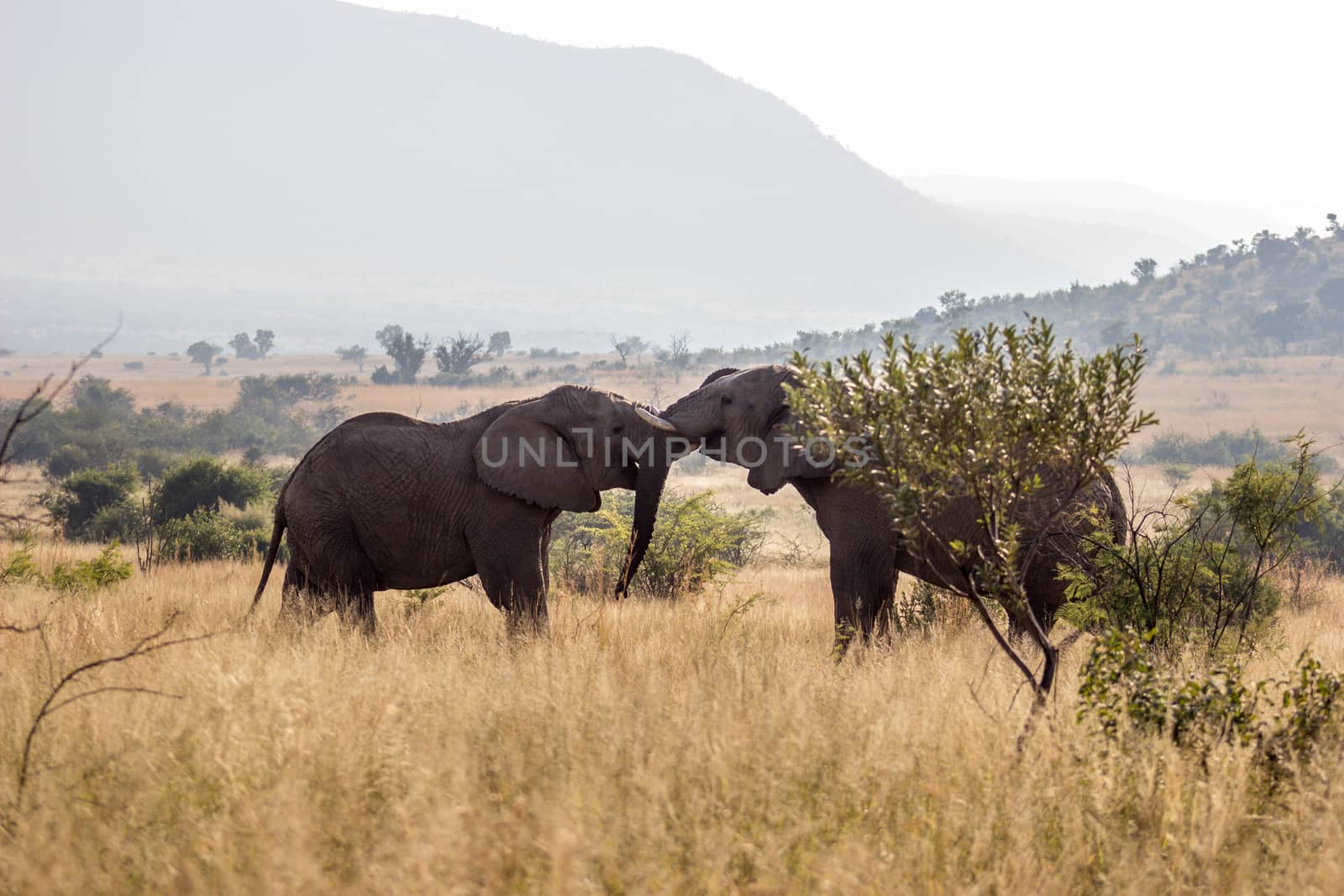 African elephant fighting by RiaanAlbrecht