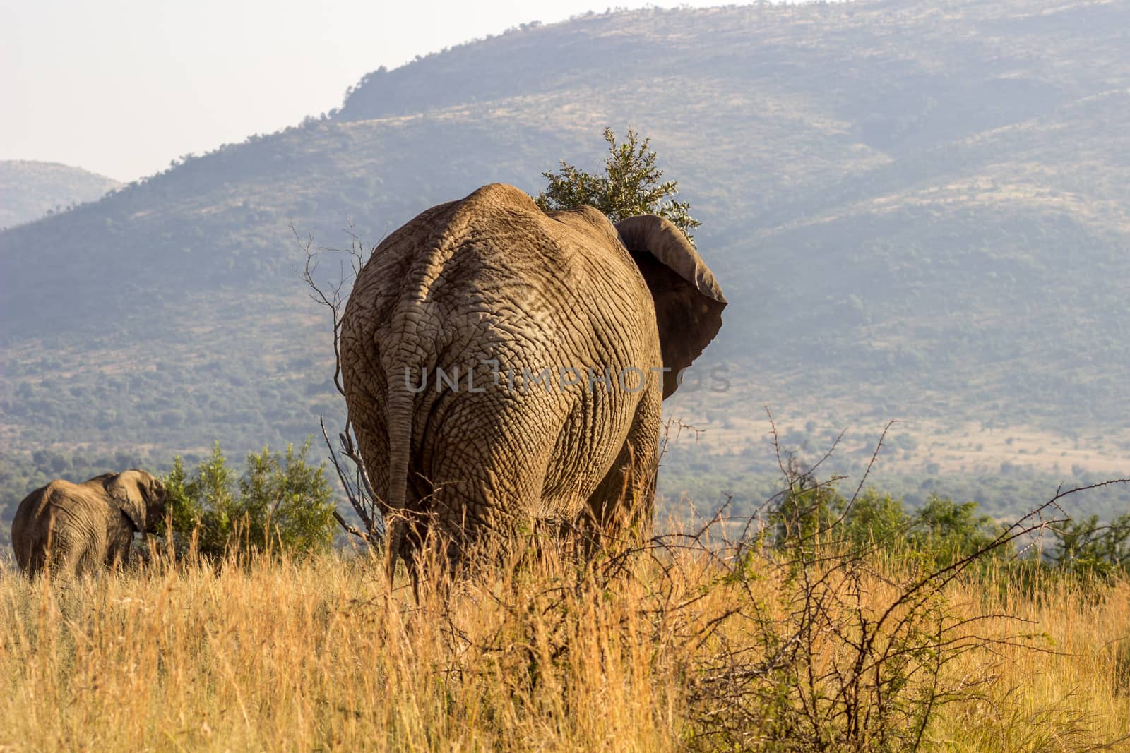 African Elephant  by RiaanAlbrecht