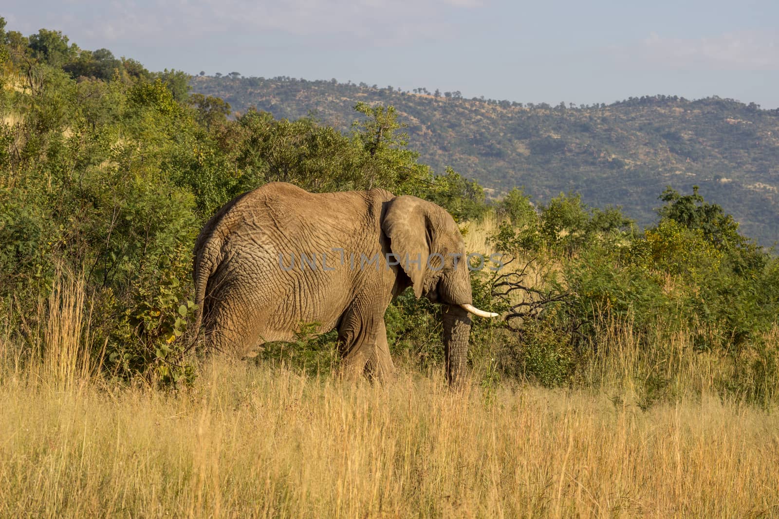 African Elephant  by RiaanAlbrecht