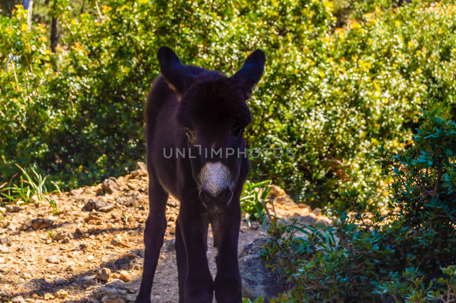 Mountain donkey on green field. Mountain donkey on green meadow, blue sky and white clouds in background