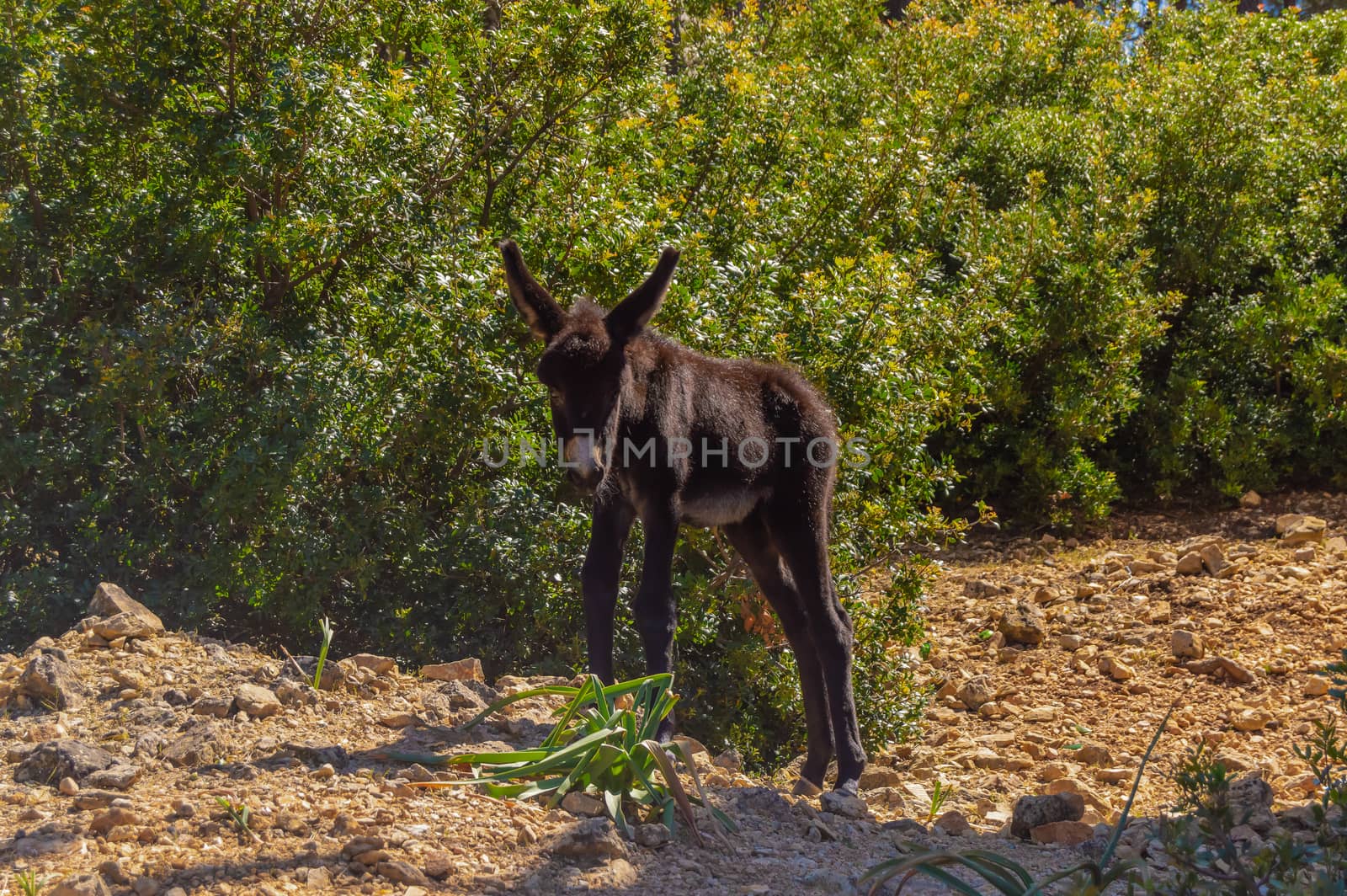 Mountain donkey on green field. Mountain donkey on green meadow, by Philou1000