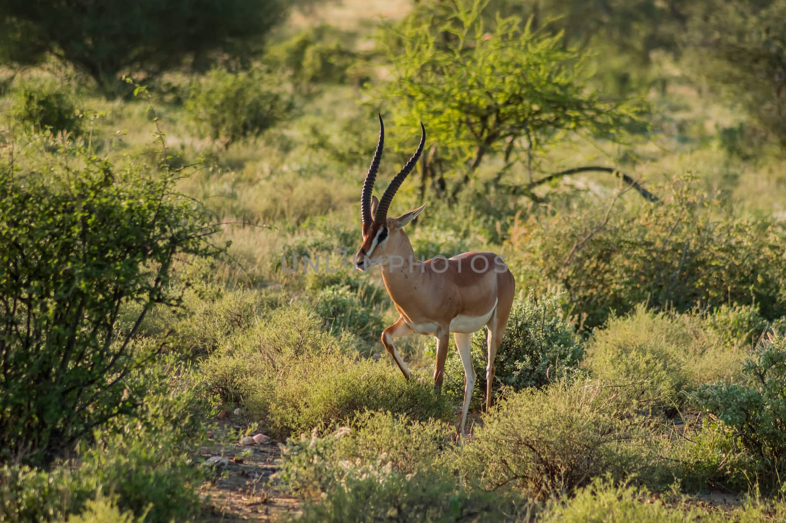 Young female antelope in the savannah of Samburu Park in central Kenya ,Samburu National Reserve, Kenya nature