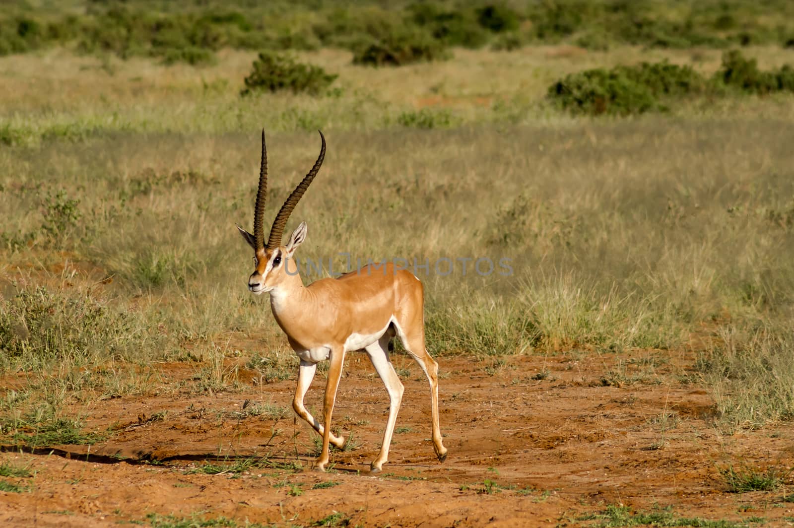 Young female antelope in the savannah of Samburu Park in central by Philou1000