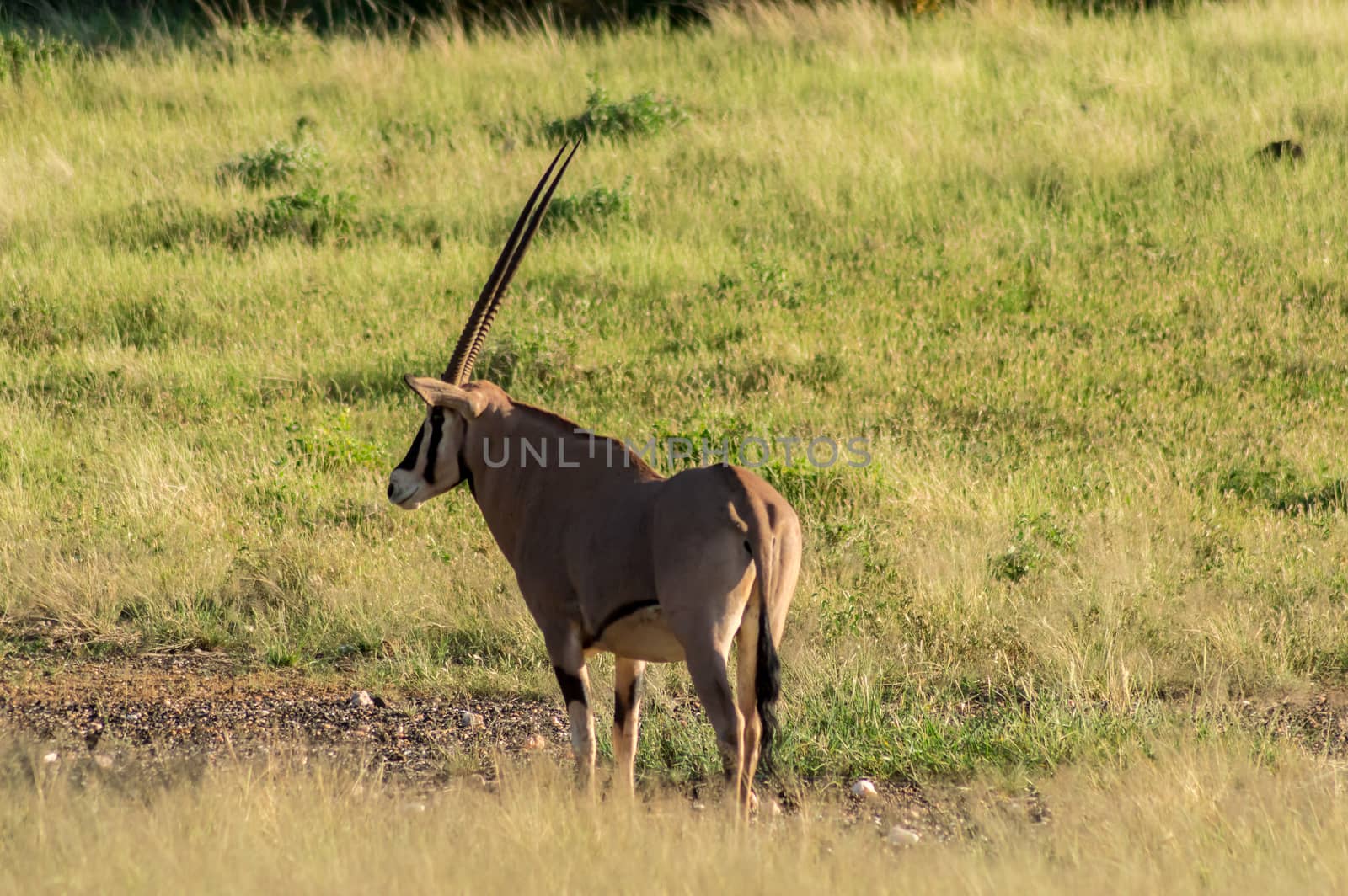 Beisa Oryx at Samburu National Reserve. A lone beisa oryx in the Savannah Grassland against a mountain background at Samburu National Reserve, Kenya nature