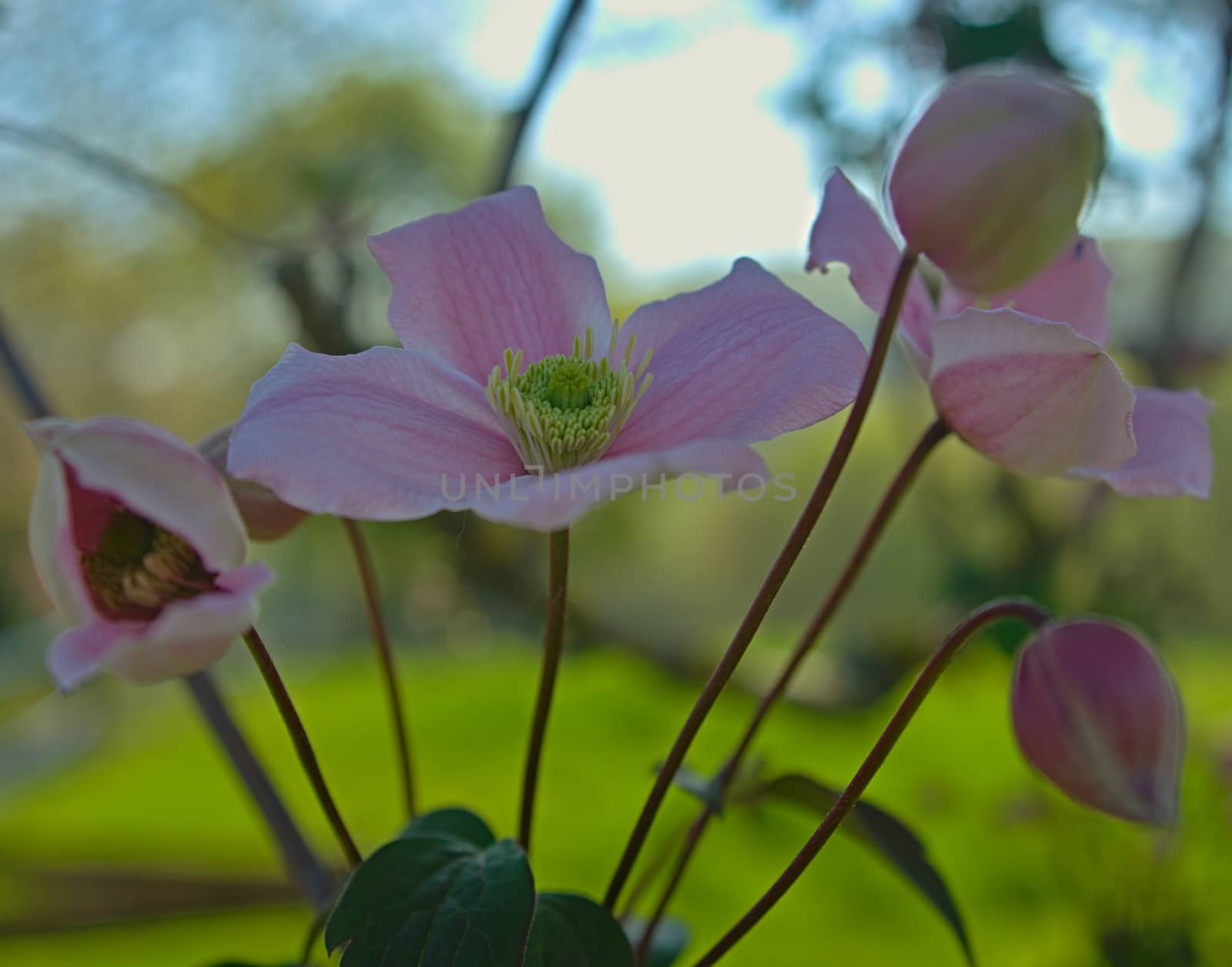 Plant full with blooming light purple flowers