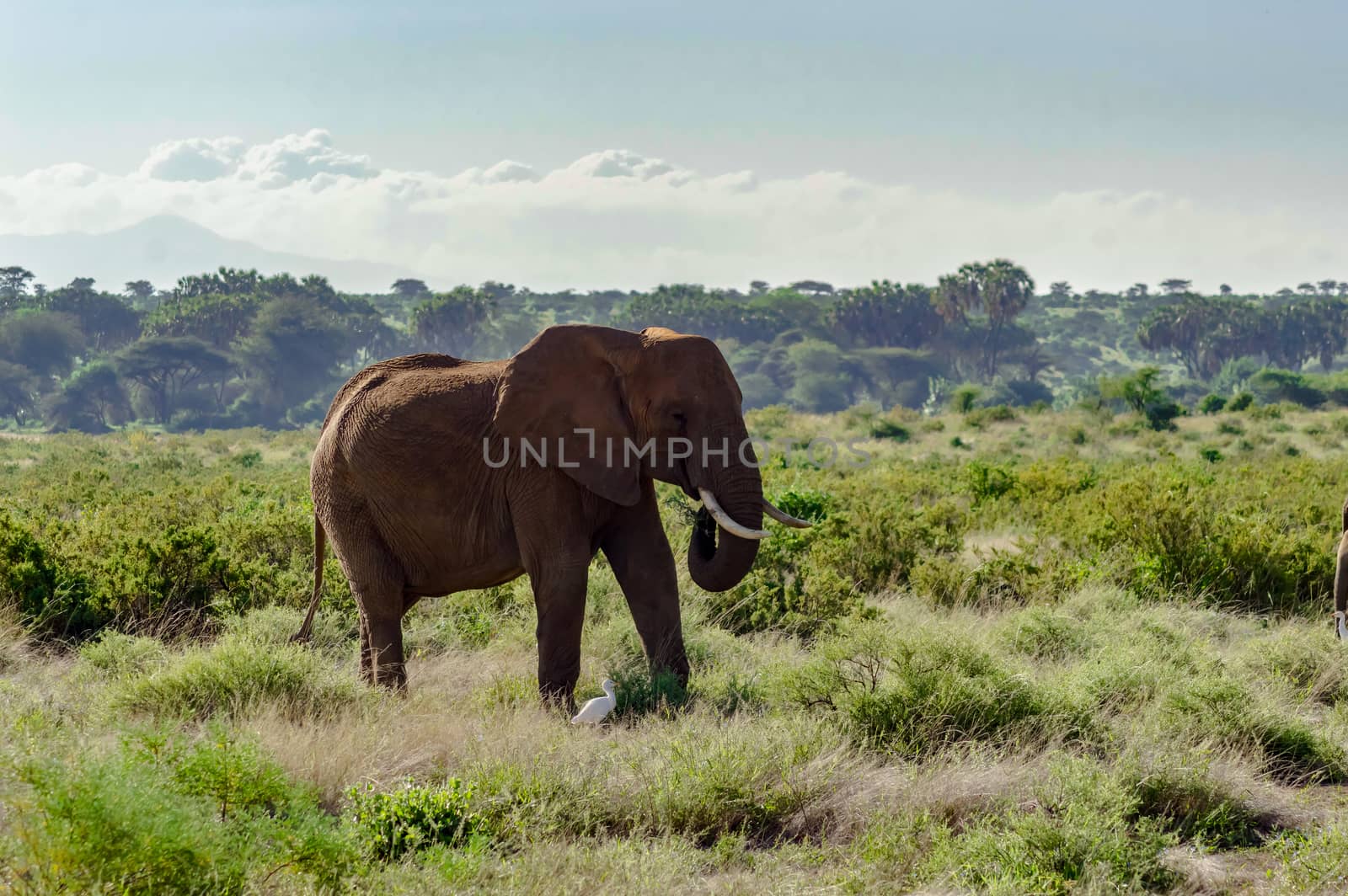 An old elephant in the savannah of Samburu Park in central Kenya