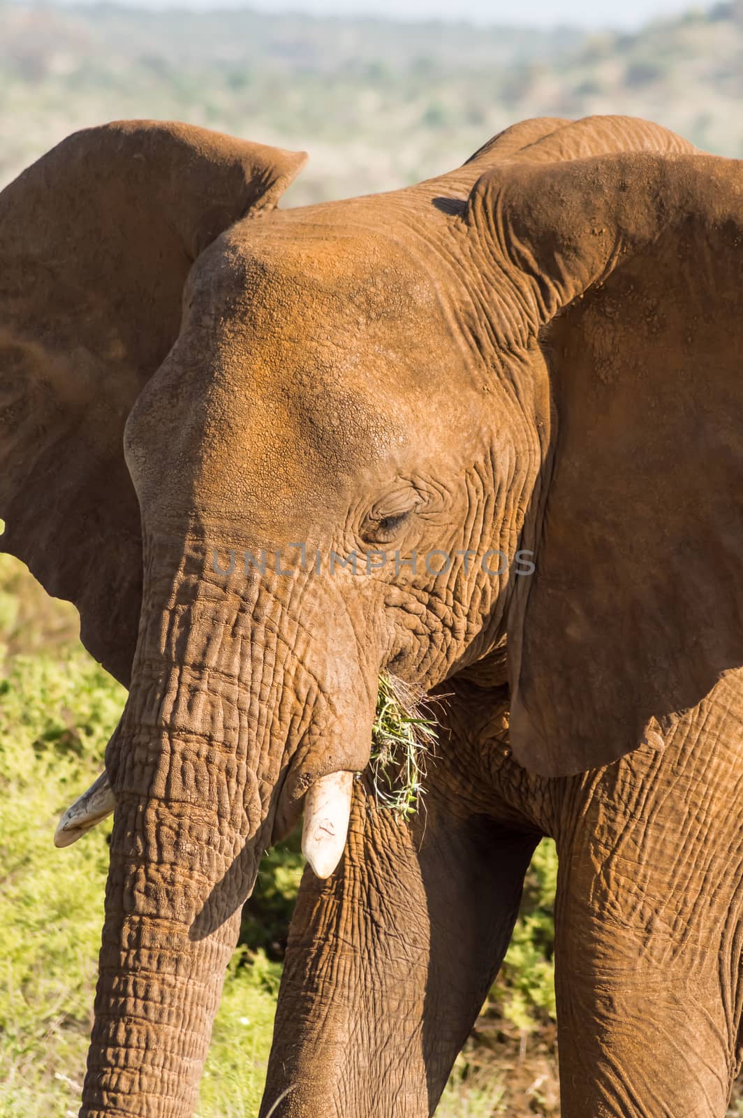 An old elephant in the savannah of Samburu Park  by Philou1000