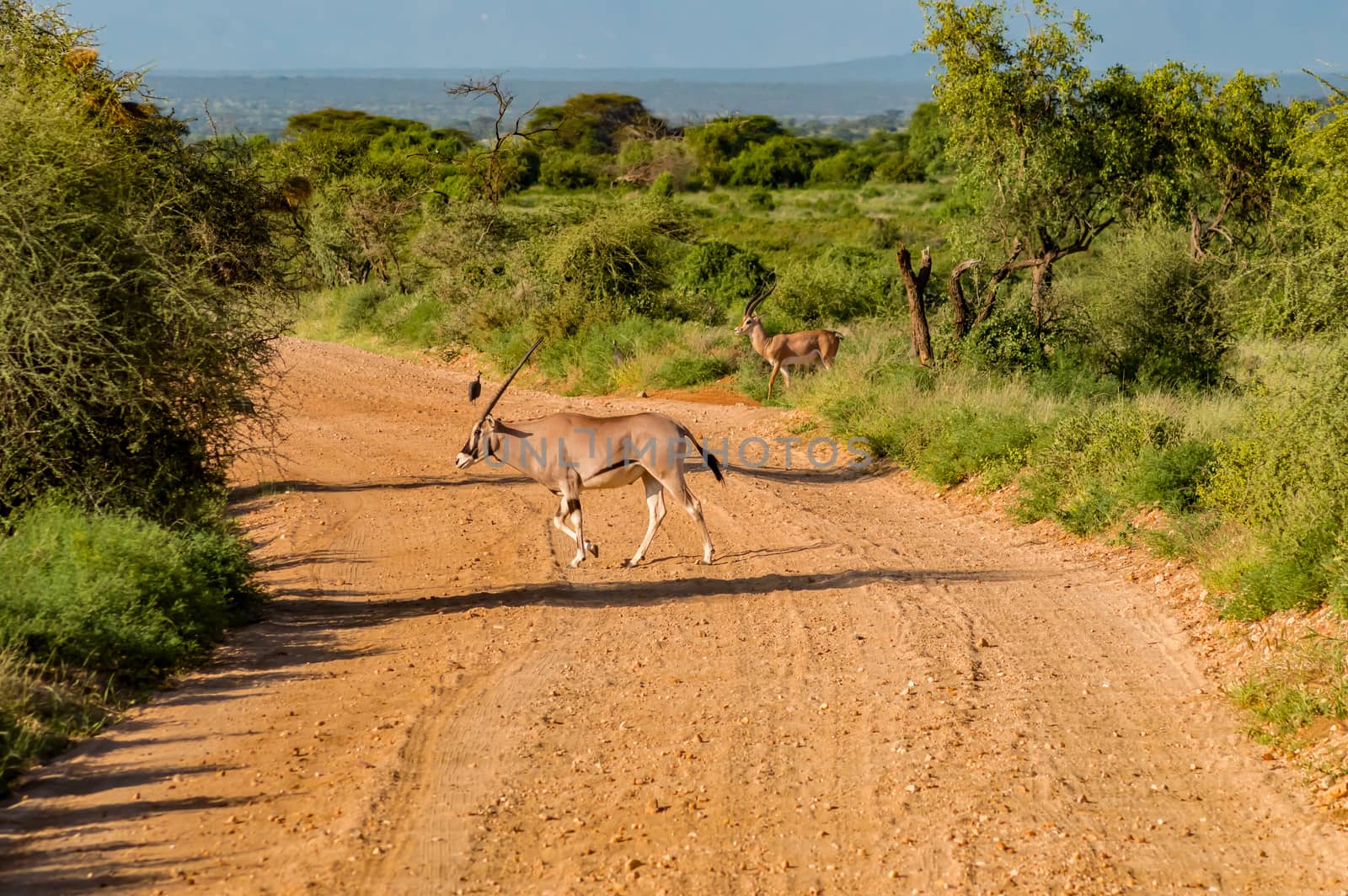 Beisa Oryx at Samburu National Reserve. A lone beisa oryx in the by Philou1000