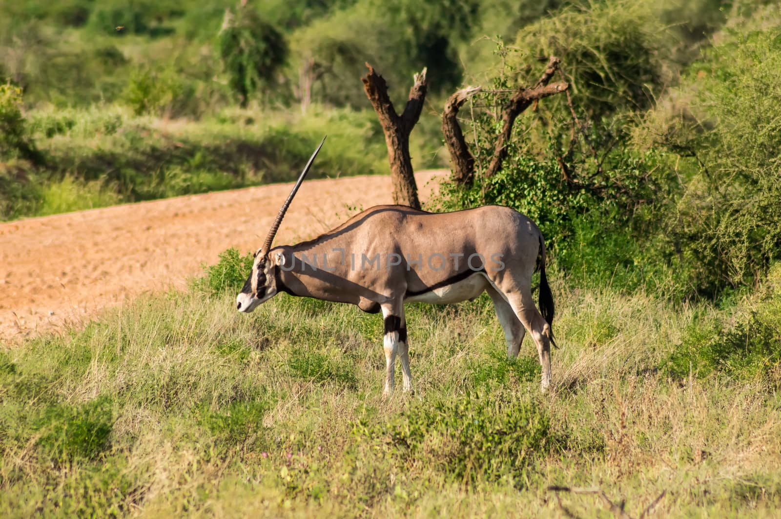 Beisa Oryx at Samburu National Reserve. A lone beisa oryx in the by Philou1000