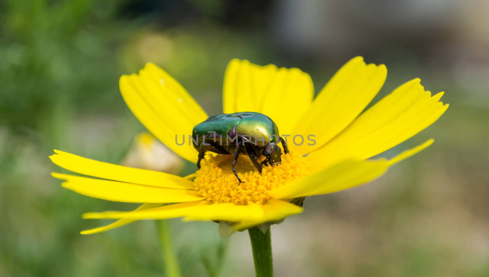 Green beetle on a yellow flower by tomypety
