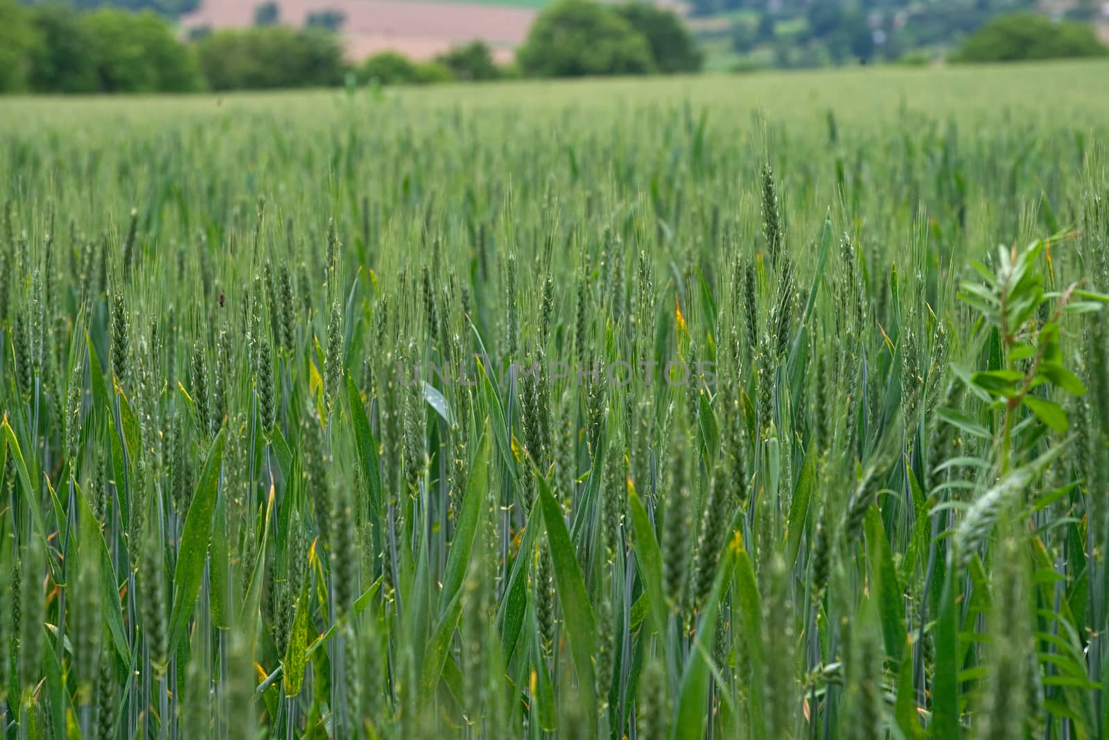 Close up view on wheat field at peaceful French countryside