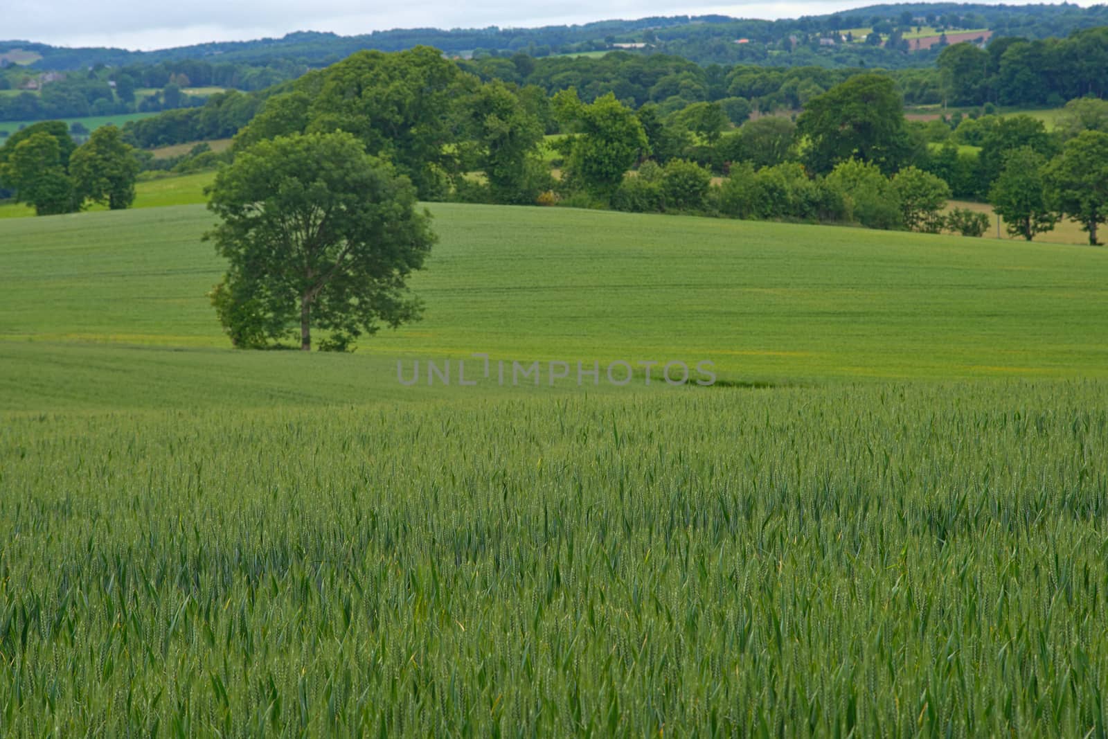 Wheat field with forests and sky in background