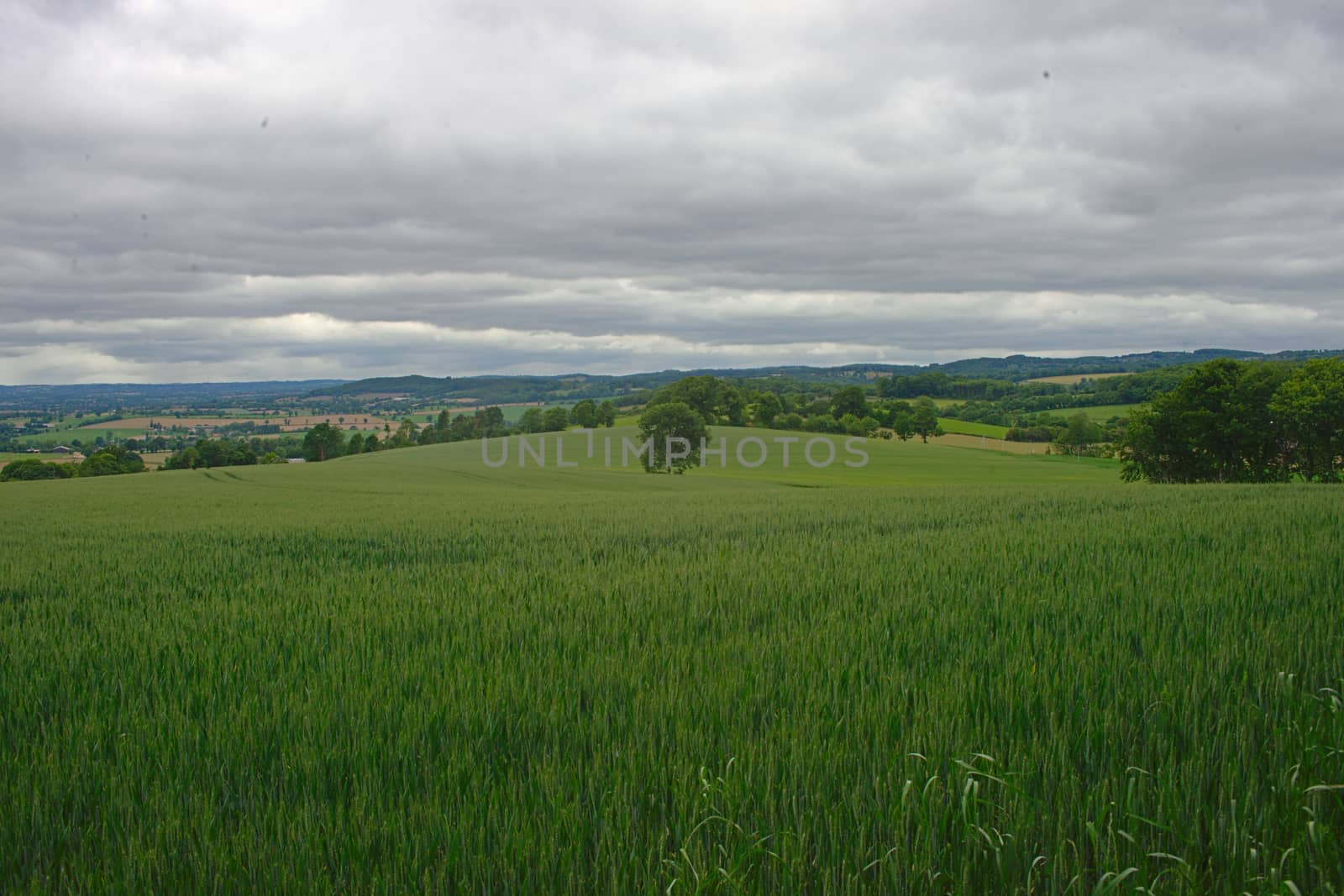 Wheat field with forests and sky in background by sheriffkule