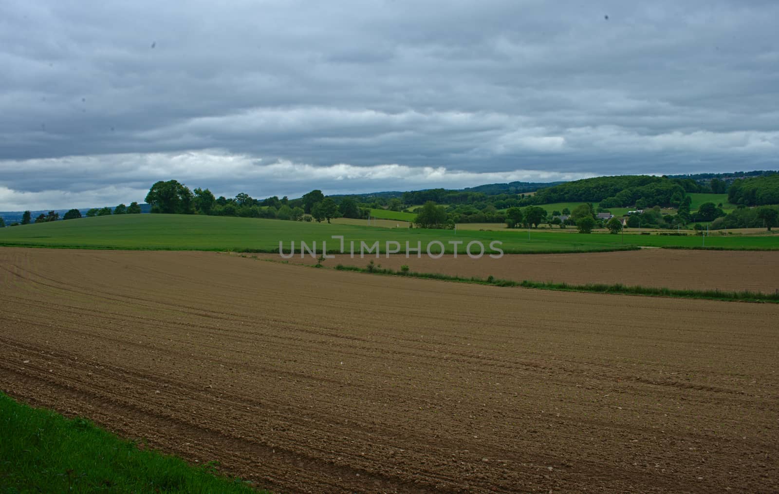 Agricultural field with small corns growing and cloudy sky