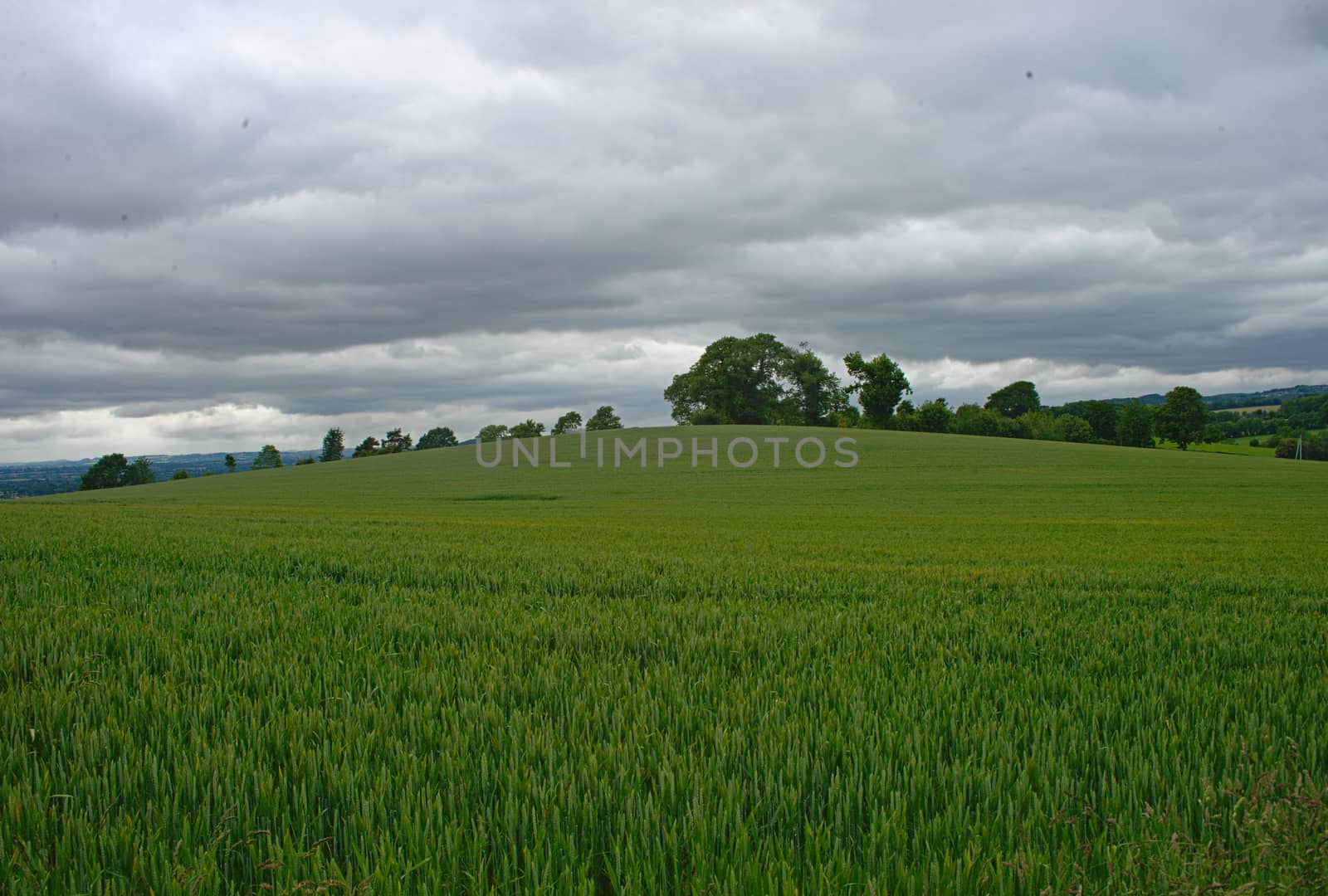 Wheat field with forests and sky in background by sheriffkule