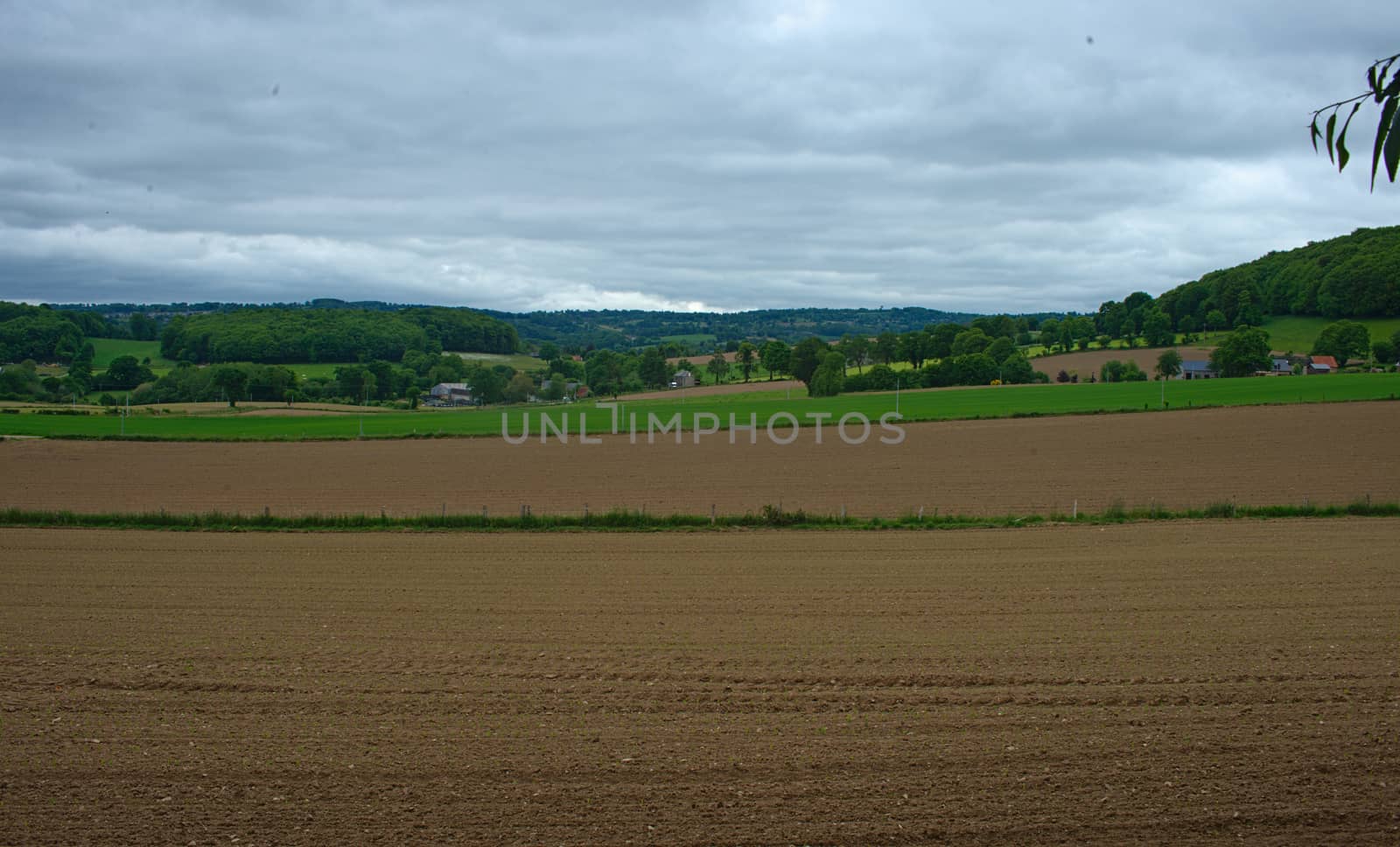 Agricultural field with small corns growing and cloudy sky