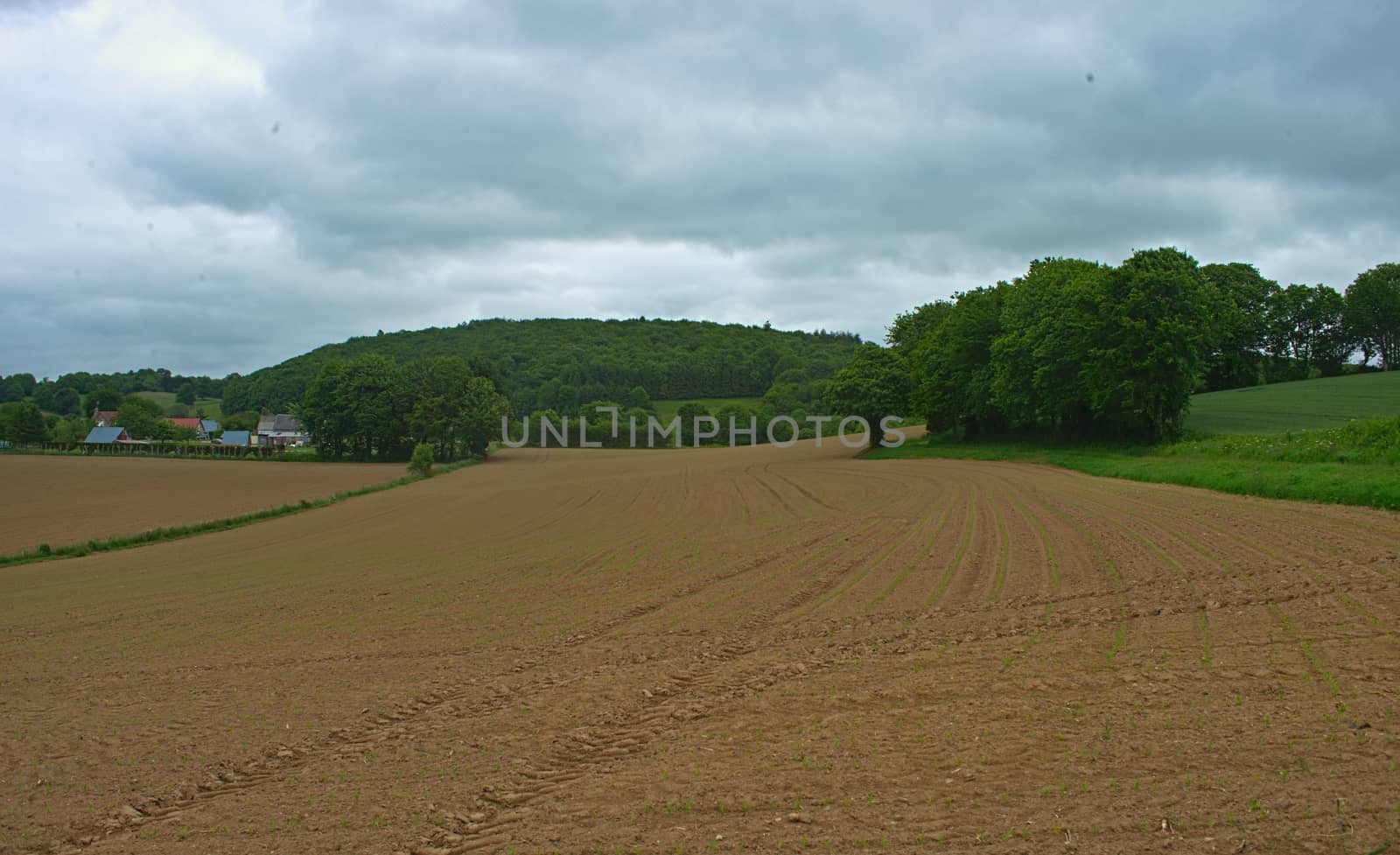 Agricultural field with small corns growing and cloudy sky by sheriffkule