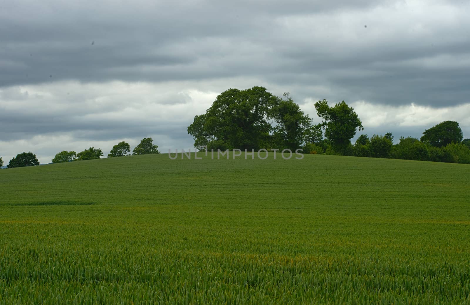 Wheat field with forests and sky in background