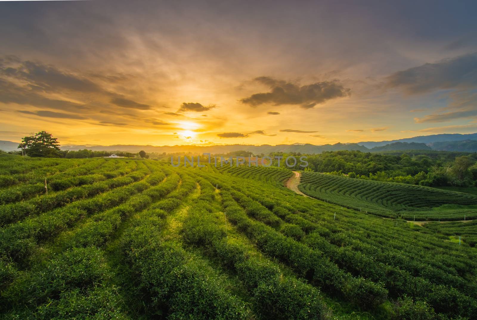Beautiful sunsets at Chui Fong Tea Plantation   This is a popular tourist attraction in Chiang Rai. Beautiful sunset by anuraksir