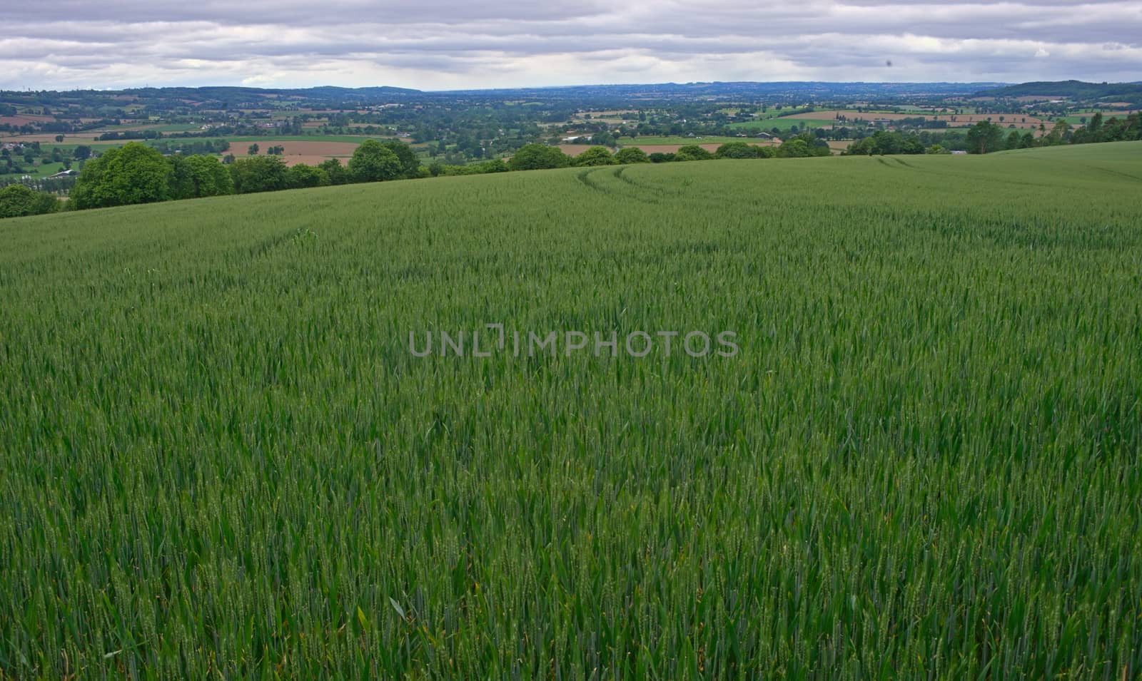 Wheat field with forests and sky in background by sheriffkule