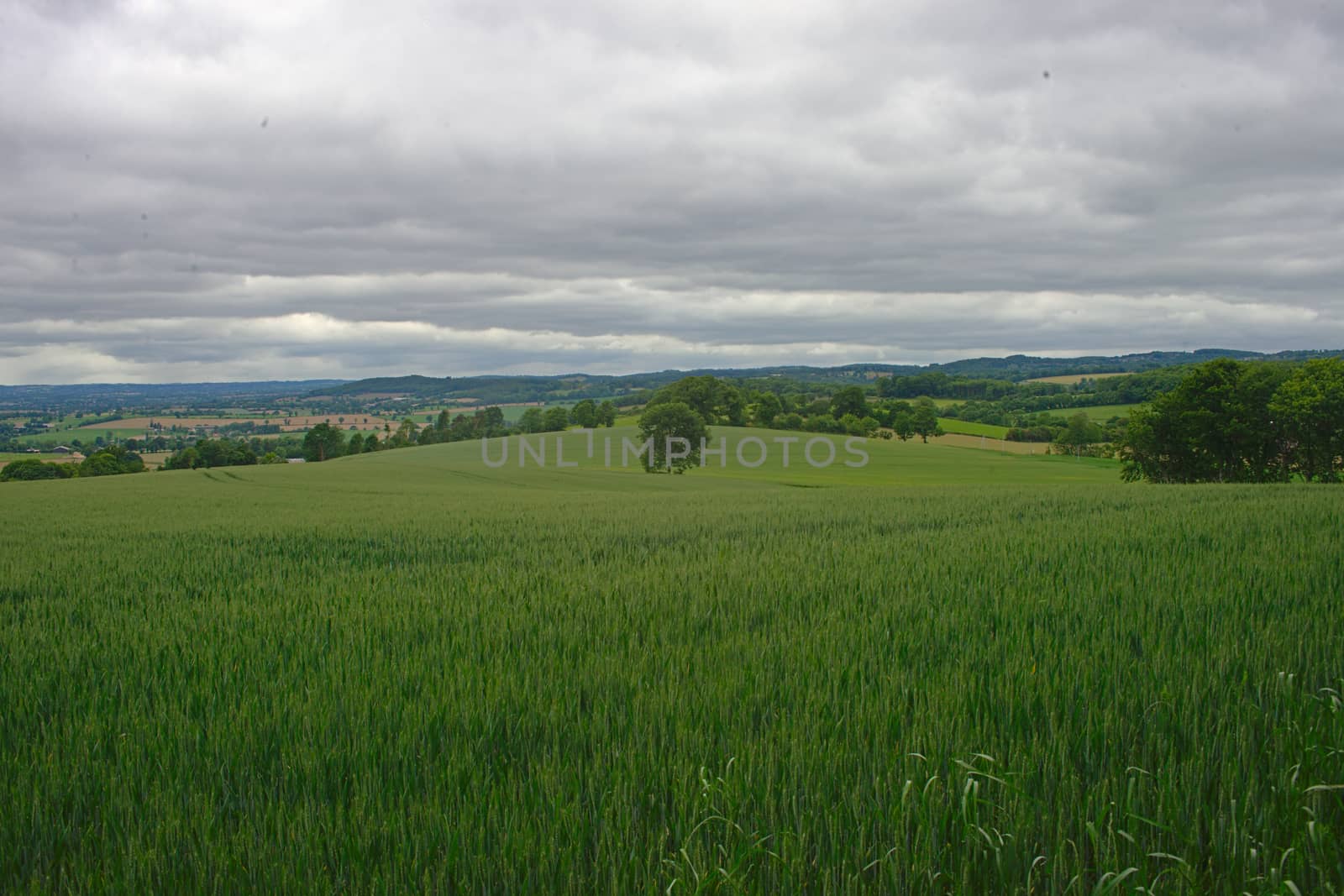 Wheat field with forests and sky in background