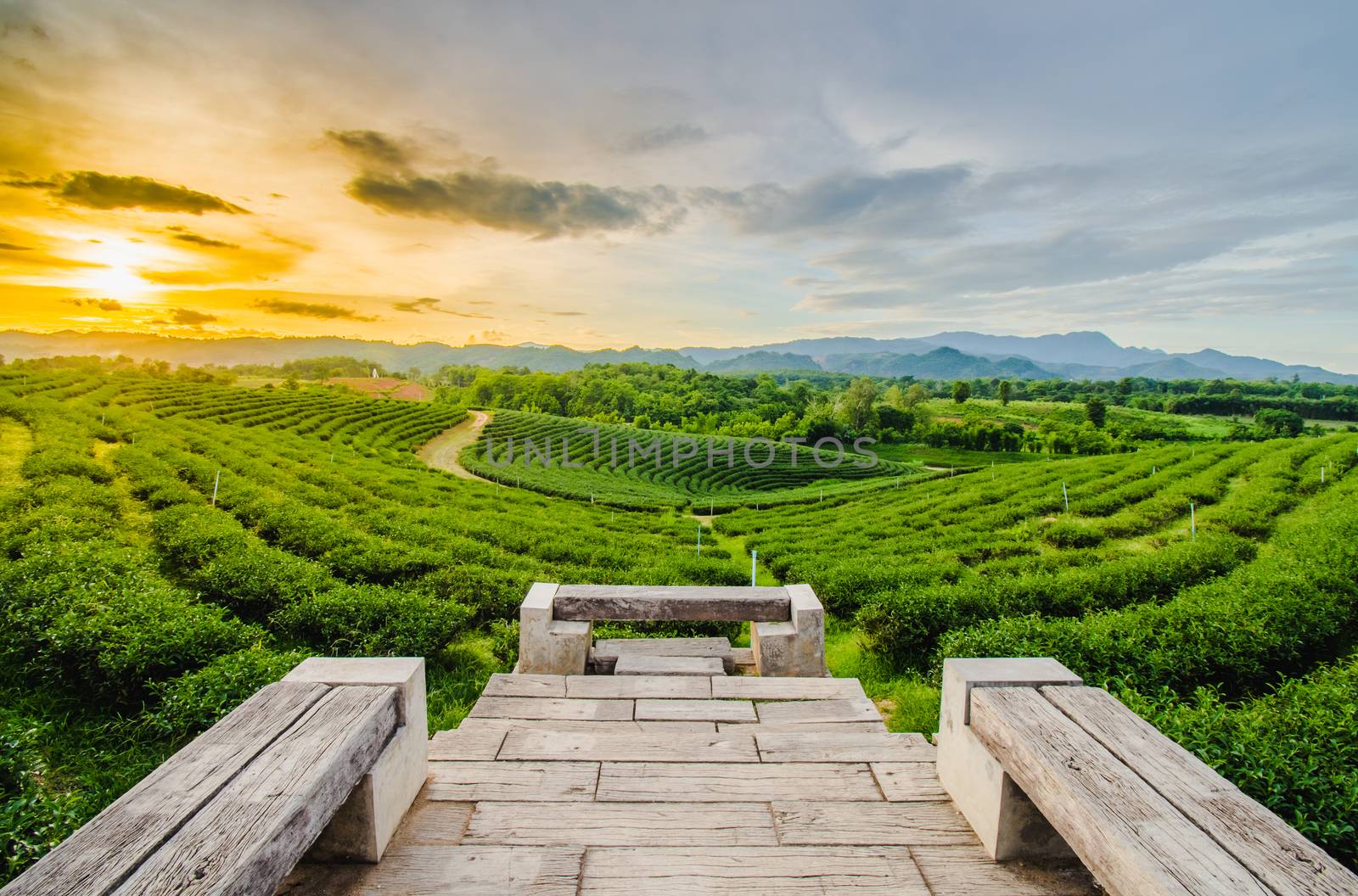 Beautiful sunsets at Chui Fong Tea Plantation, Chiang Rai Province North of Thailand by anuraksir