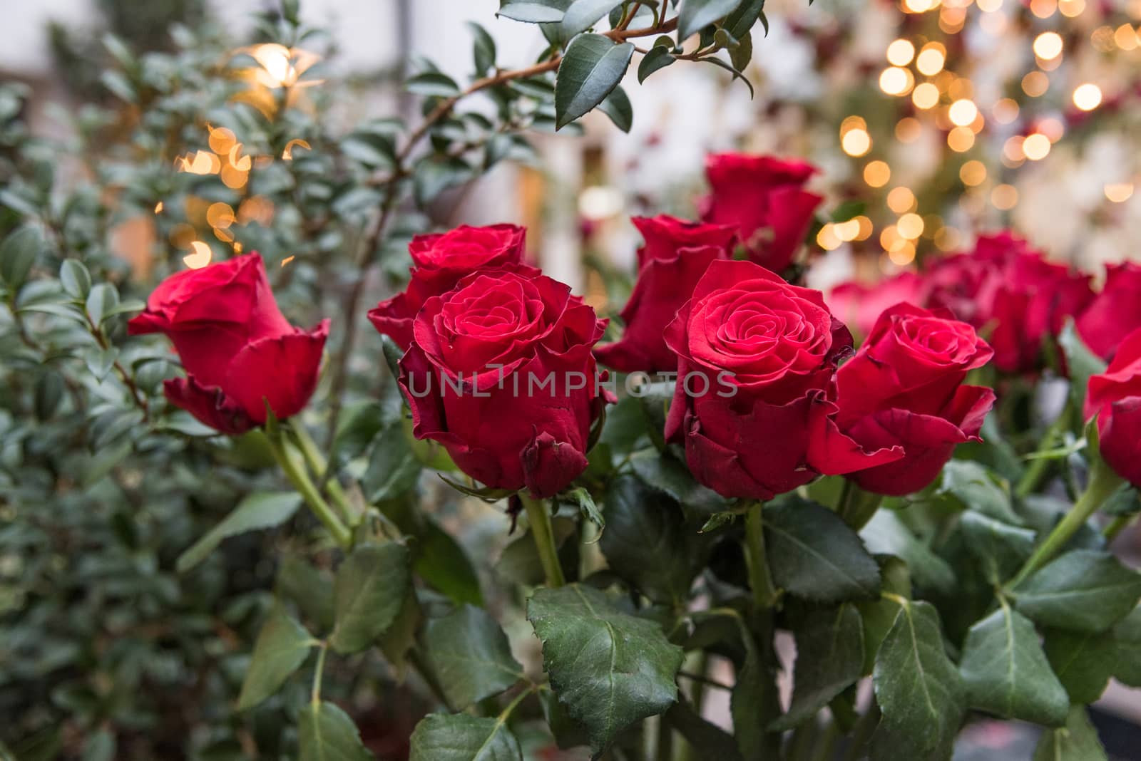 A bouquet of red roses by tomypety