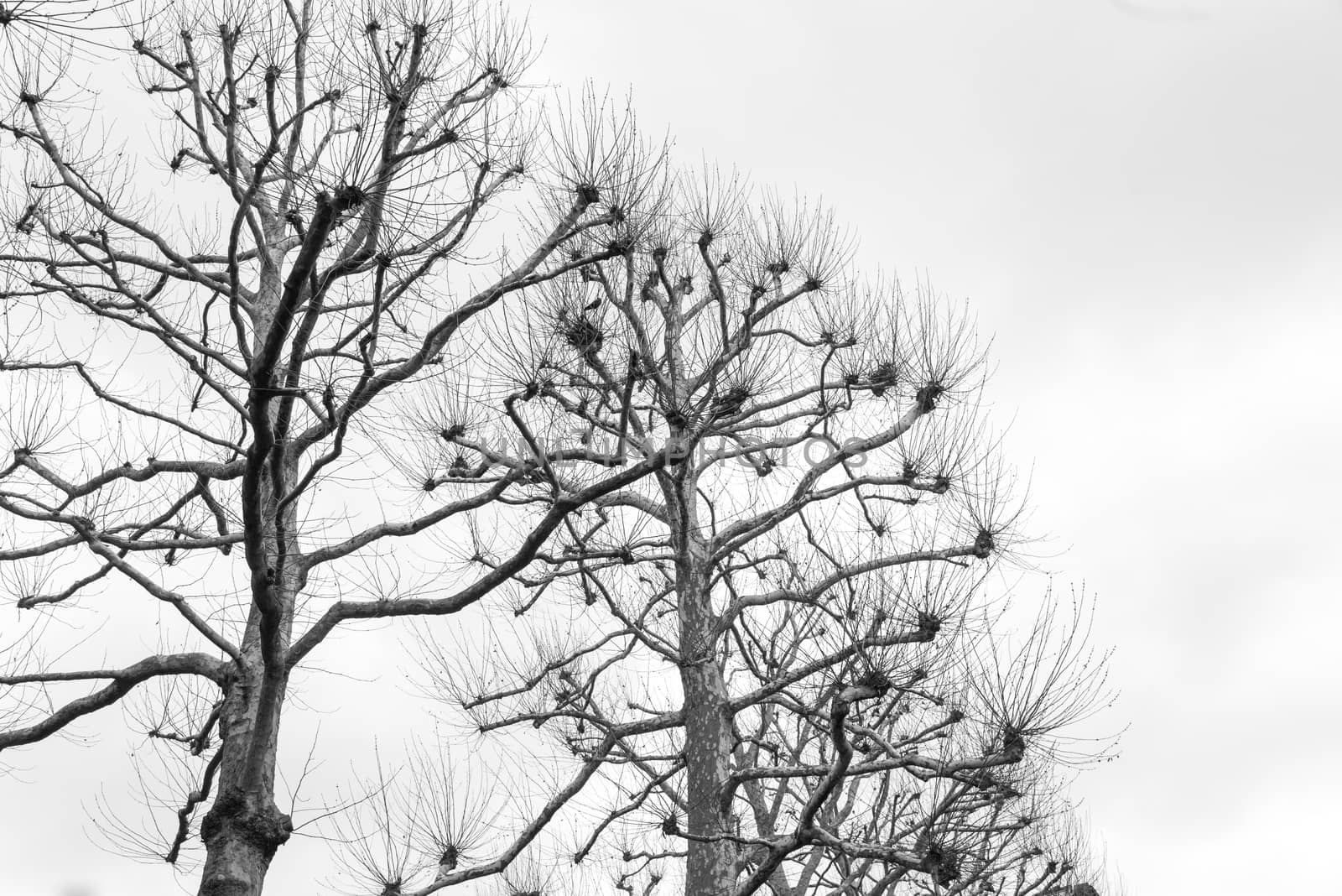 Bare trees by tomypety