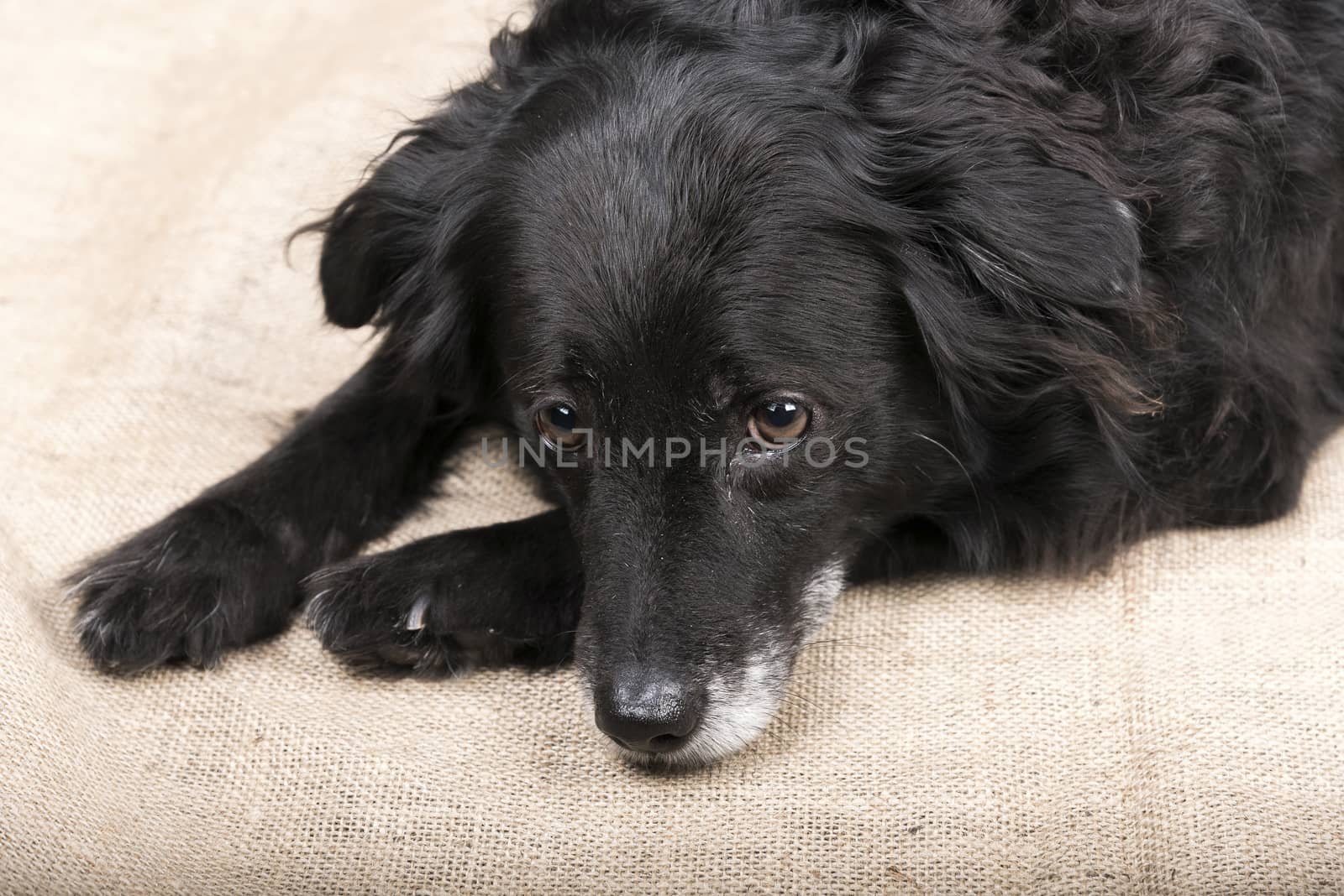 Portrait of a nice black dog is lying on the floor