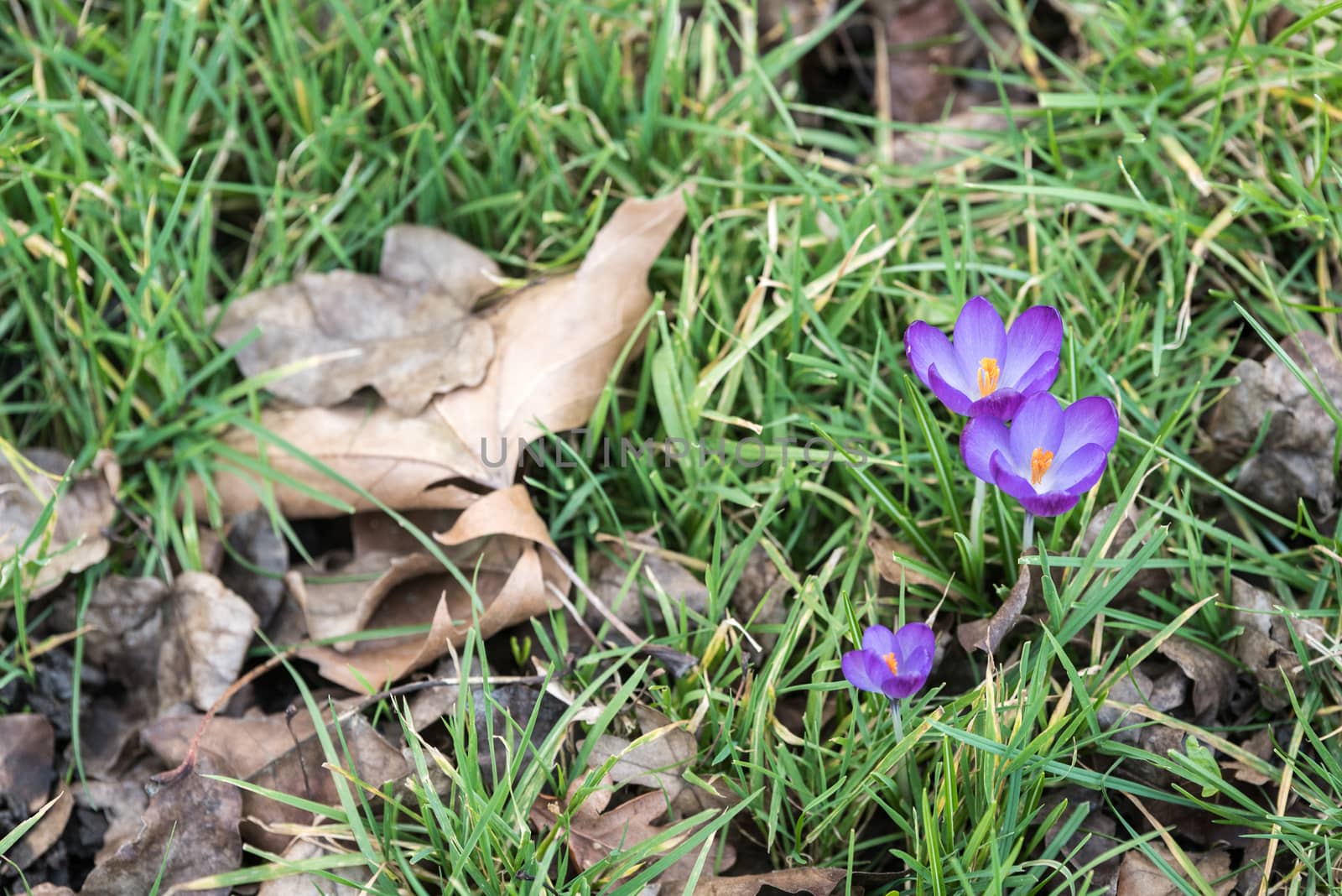 Purple spring crocuses shows the end of the winter among the autumn dried leaves