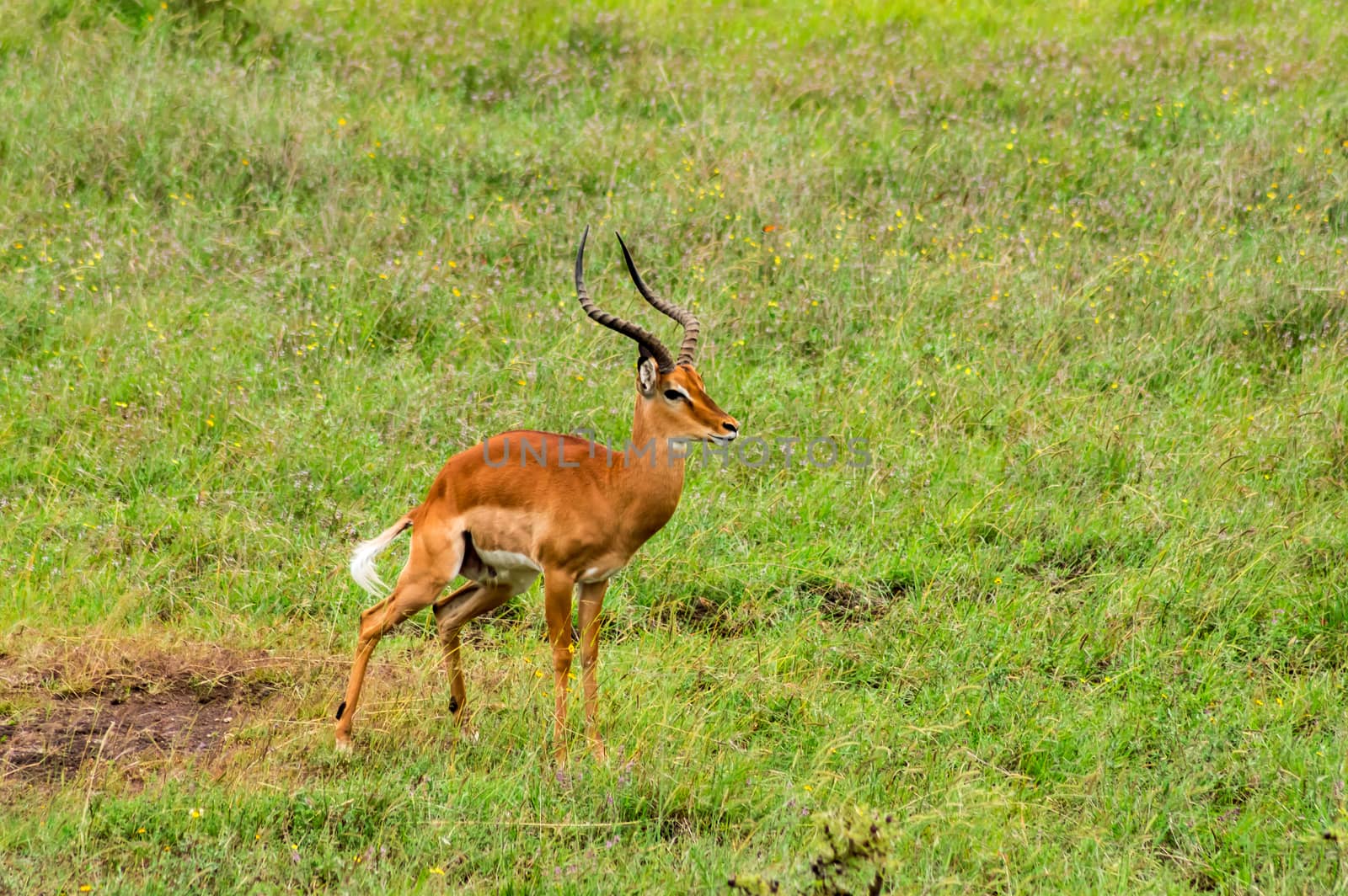 Male Impala in Nairobi by Philou1000